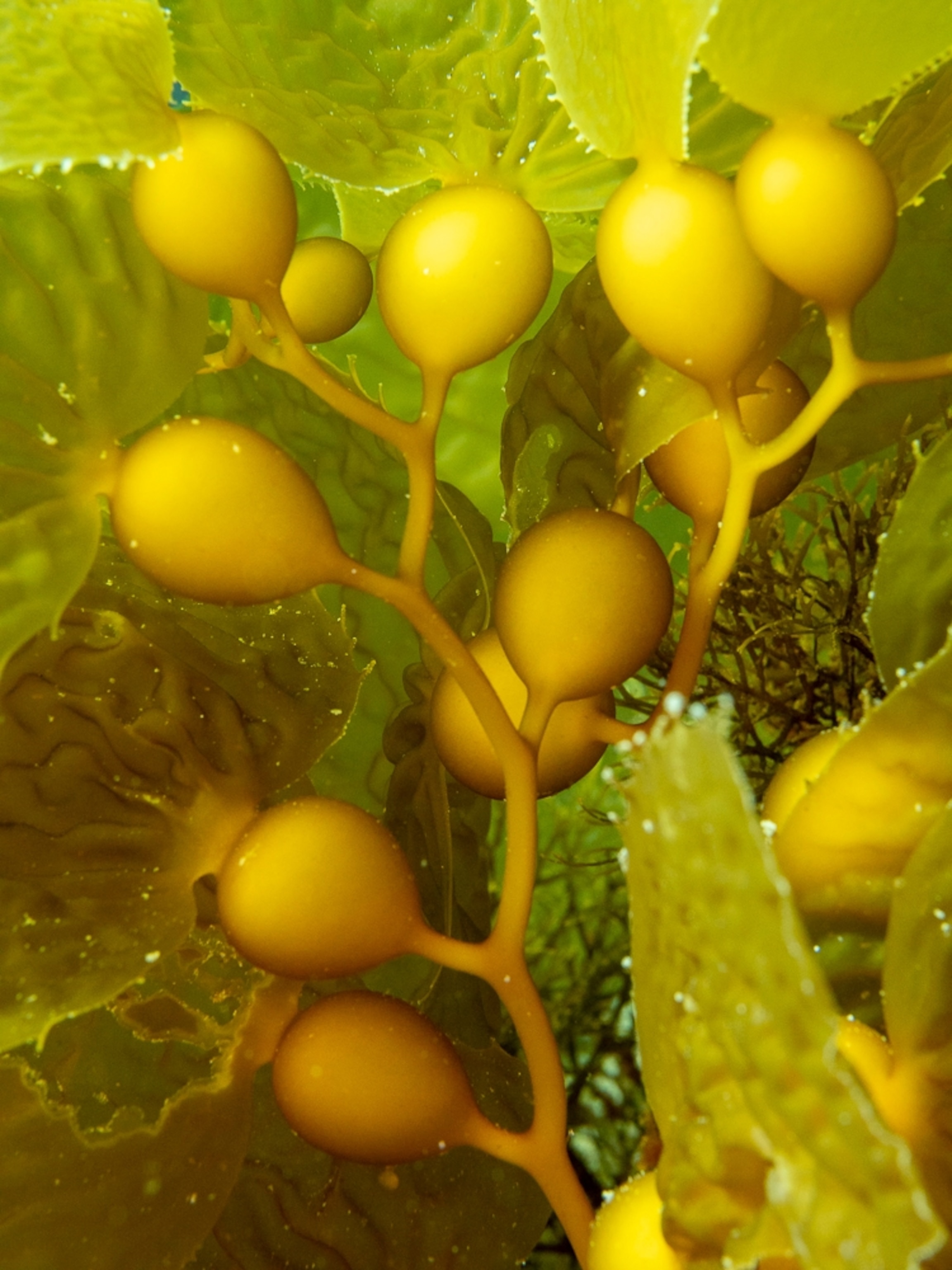 detail of kelp