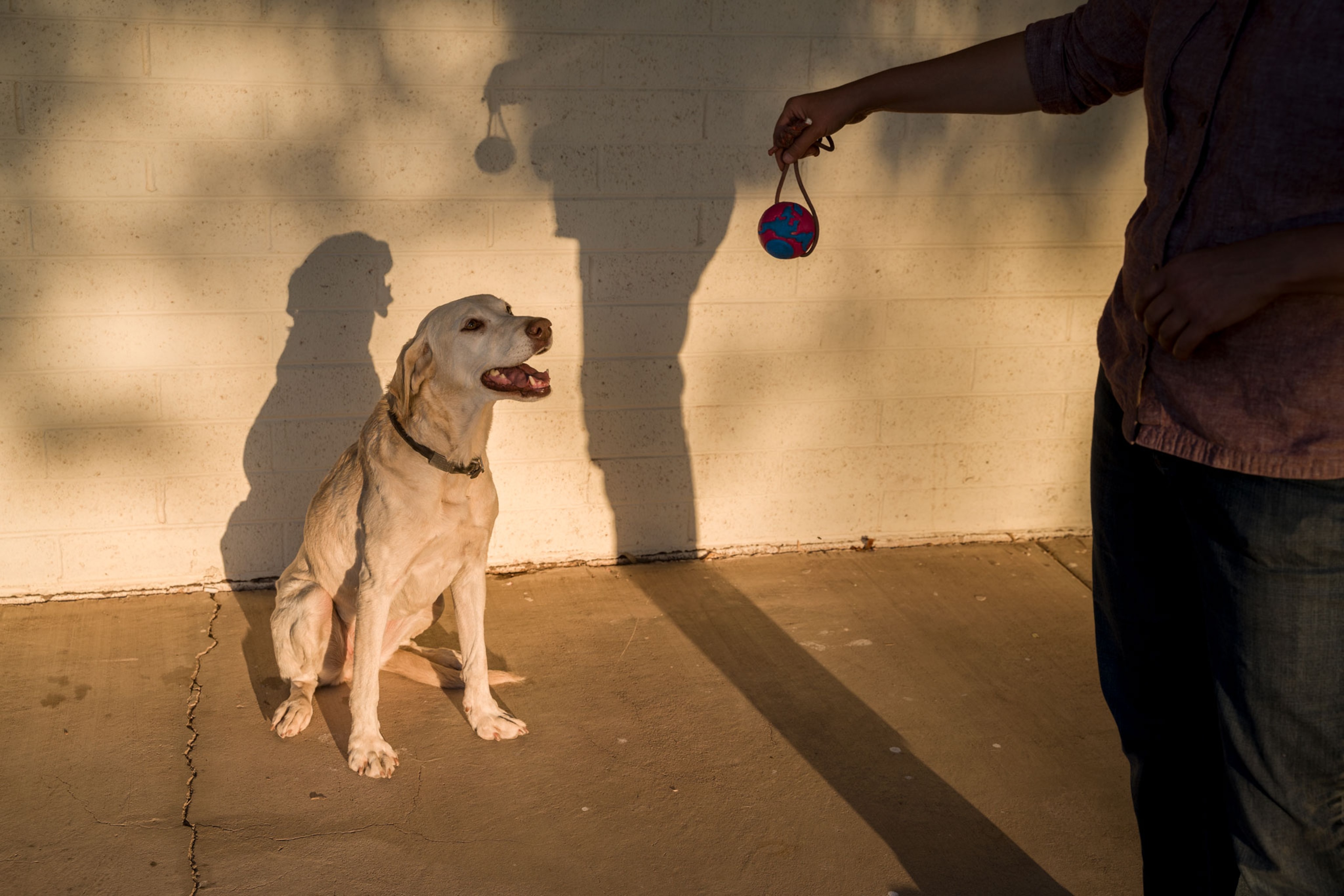 a dog sitting and looking at a ball being held by a person