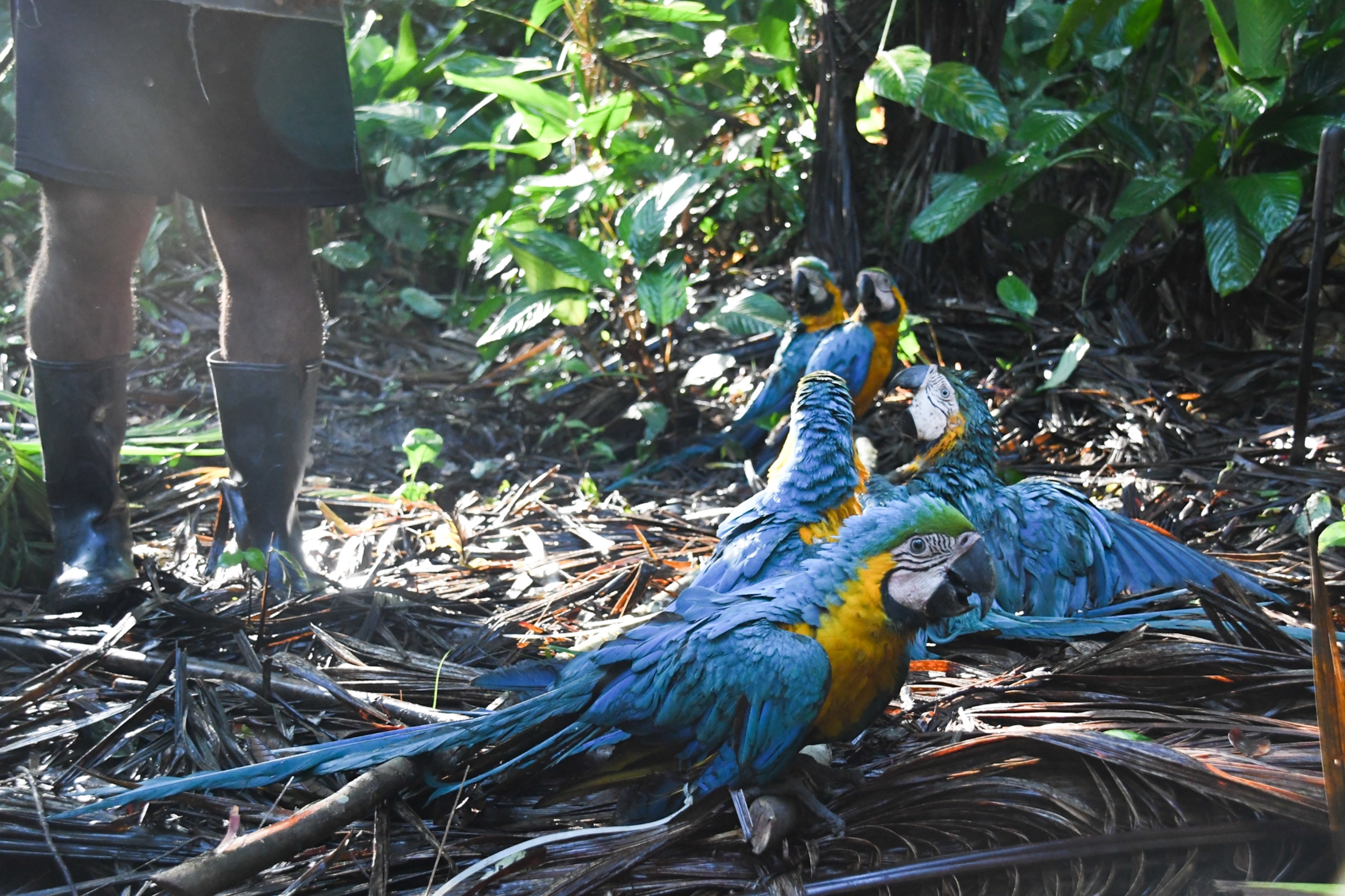 blue and yellow macaws walking on the ground outside