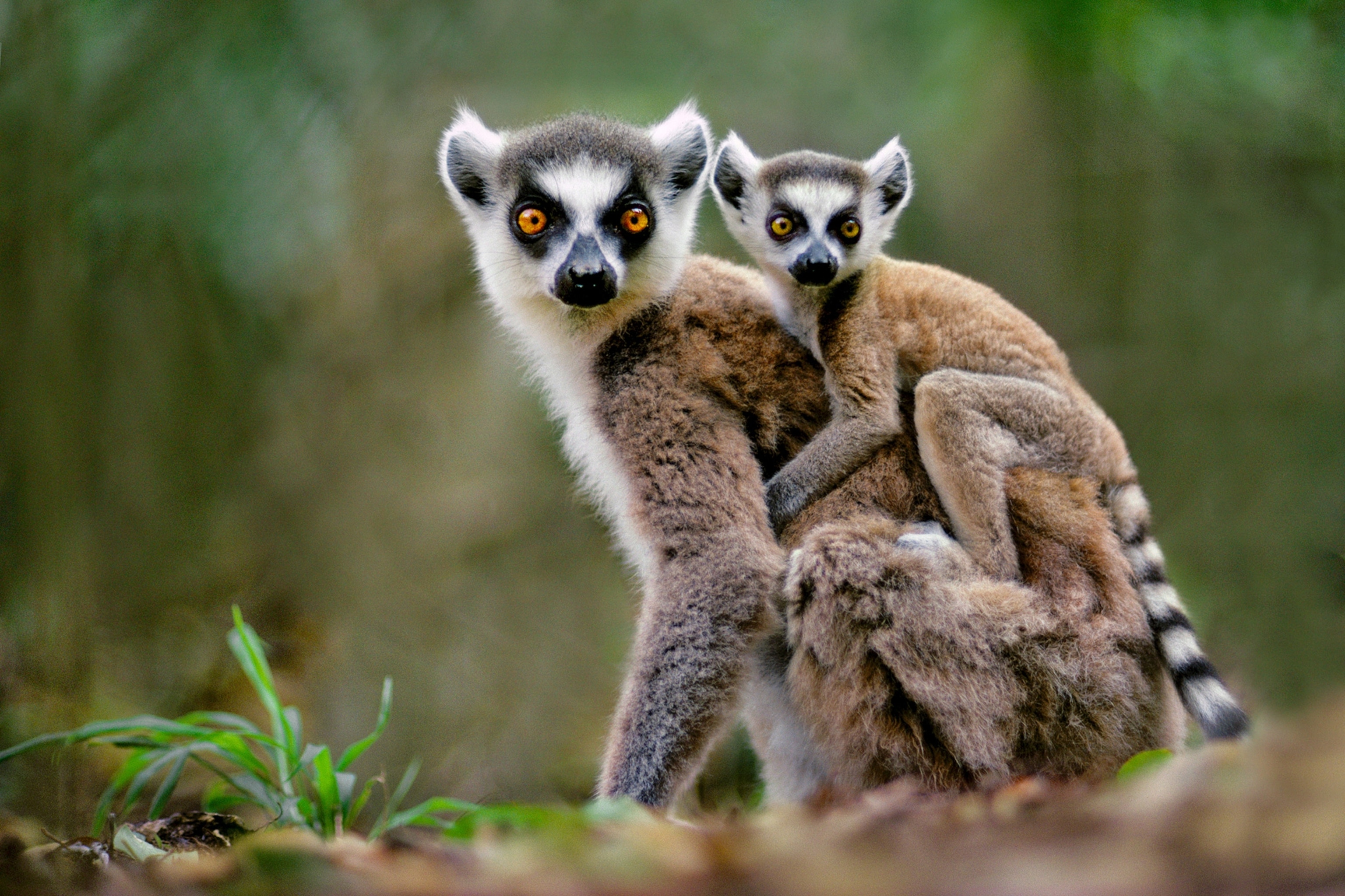 a ring-tailed lemur