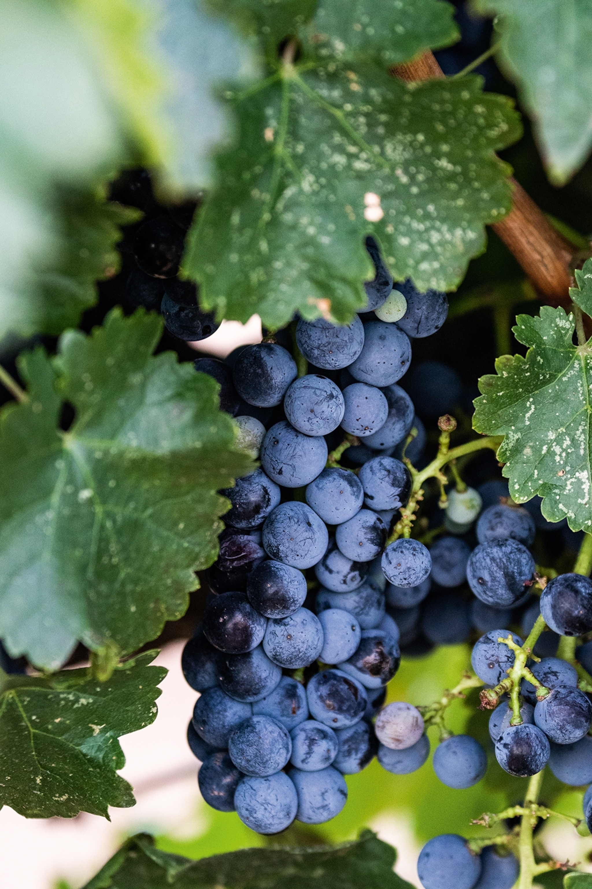 A dark and plump hand of grapes on the vine.