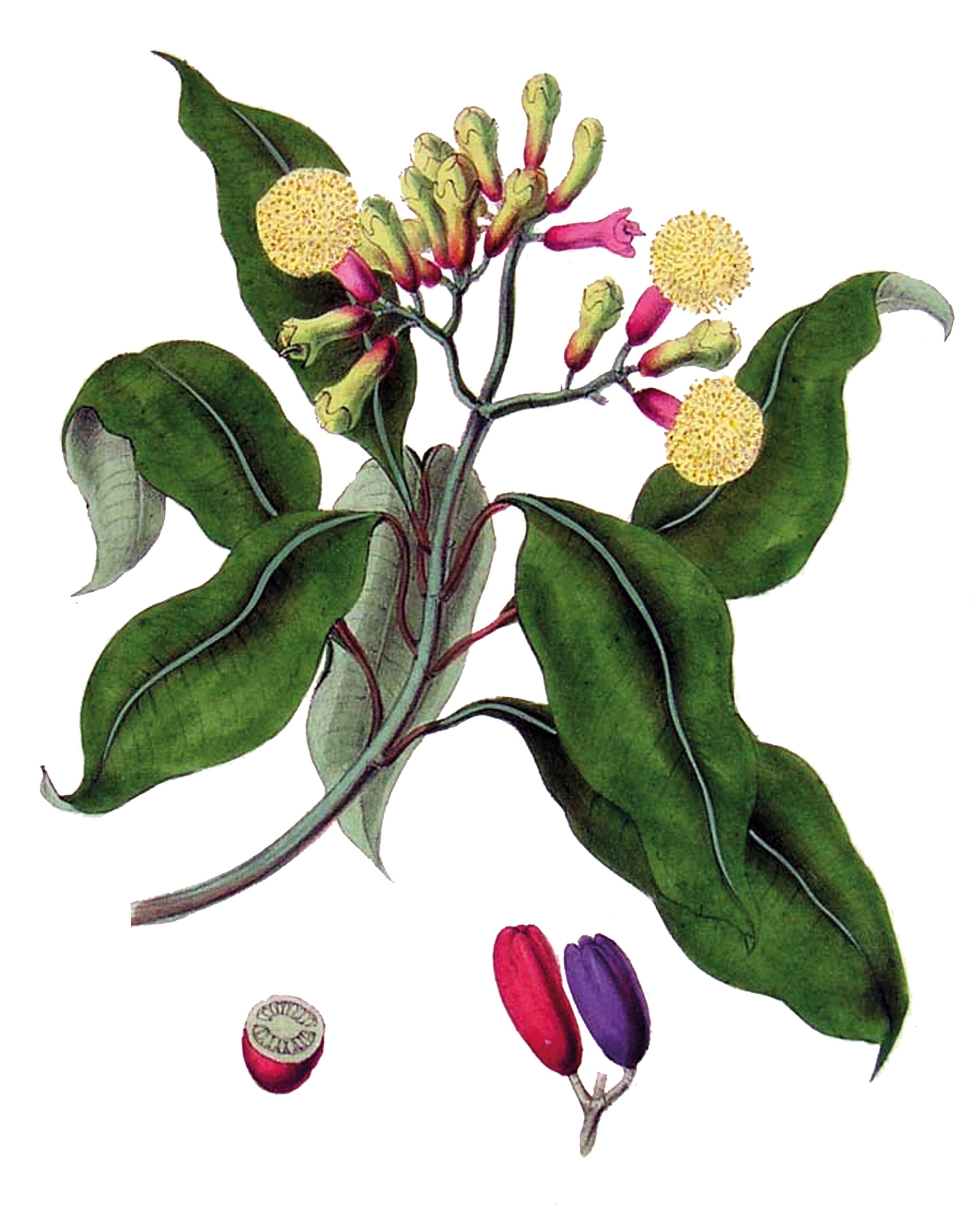 An 1843 illustration shows syzygium aromaticum, the plant that produces cloves.