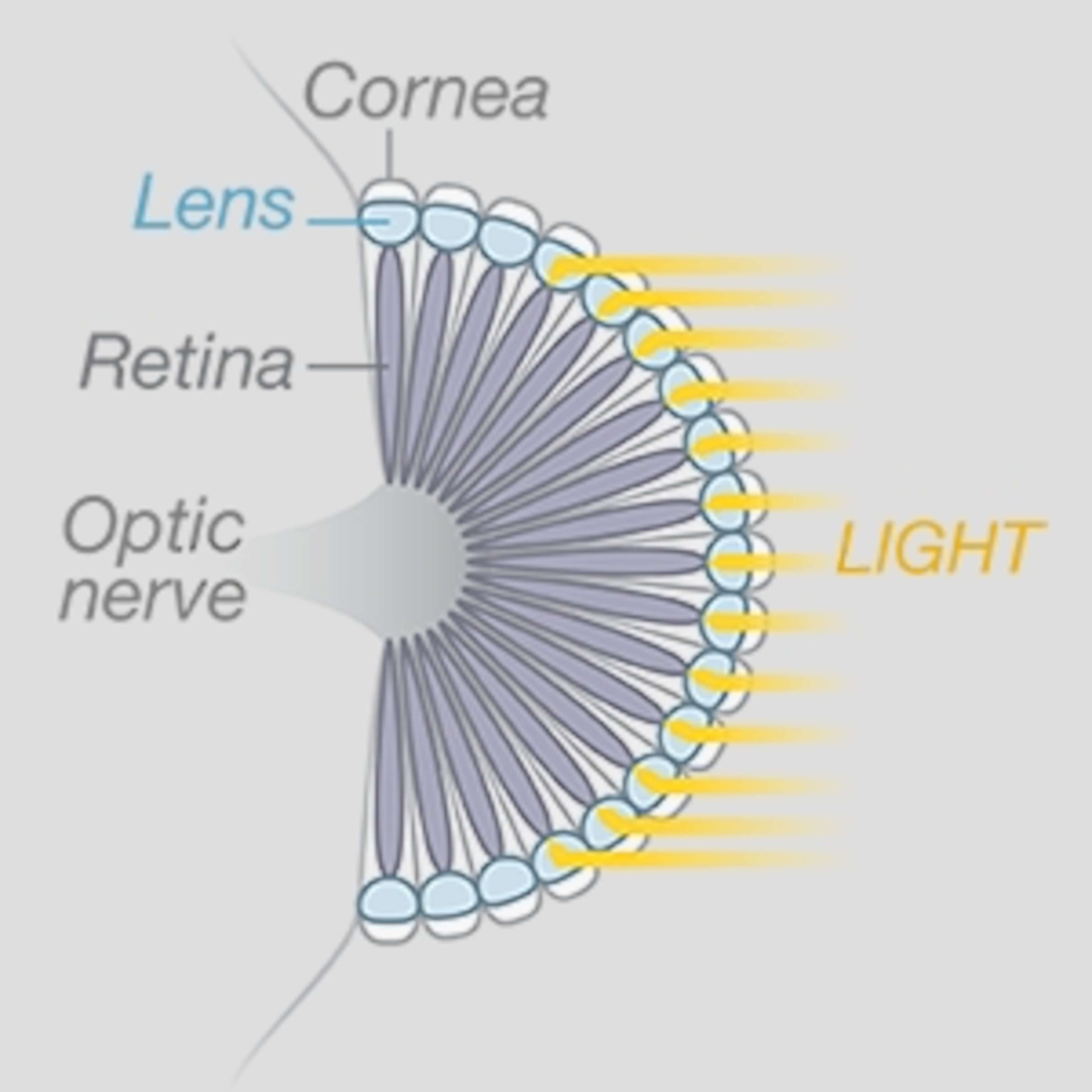 Graphic showing the structure of a compound eye