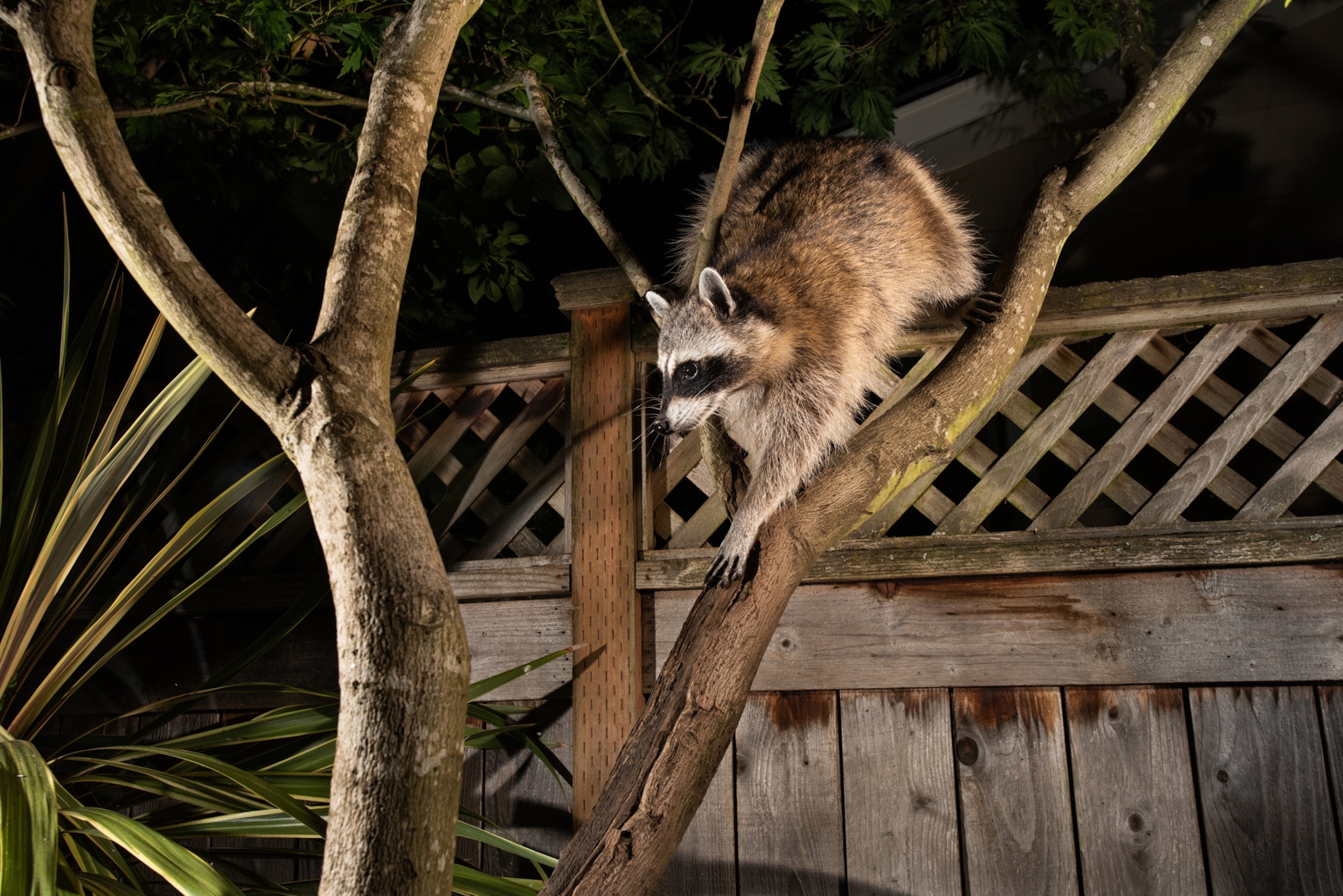 Picture of a raccoon climbing into a backyard in Portland, Oregon