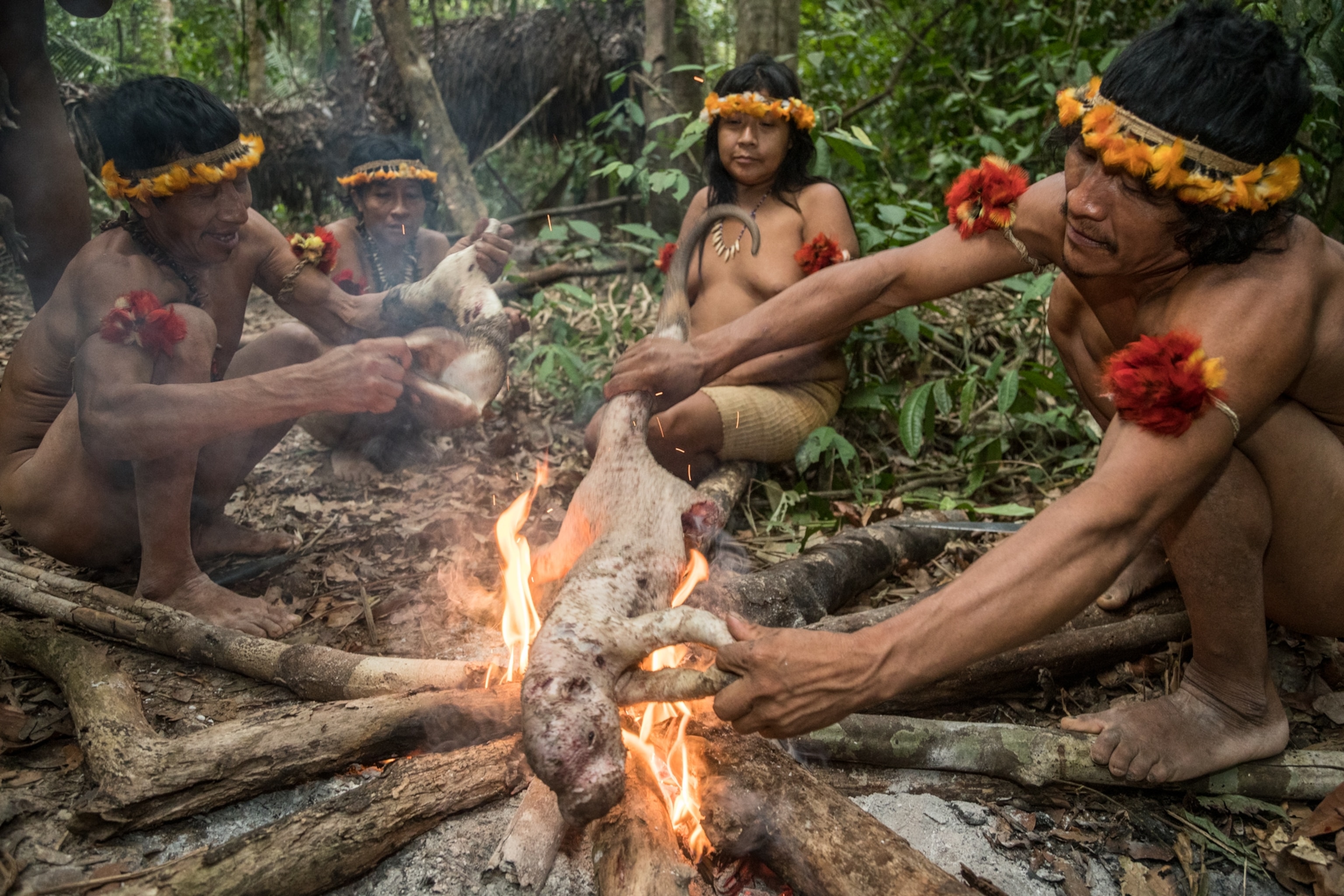 men and a woman wearing red and orange feathers roasting a porcupine over an open fire