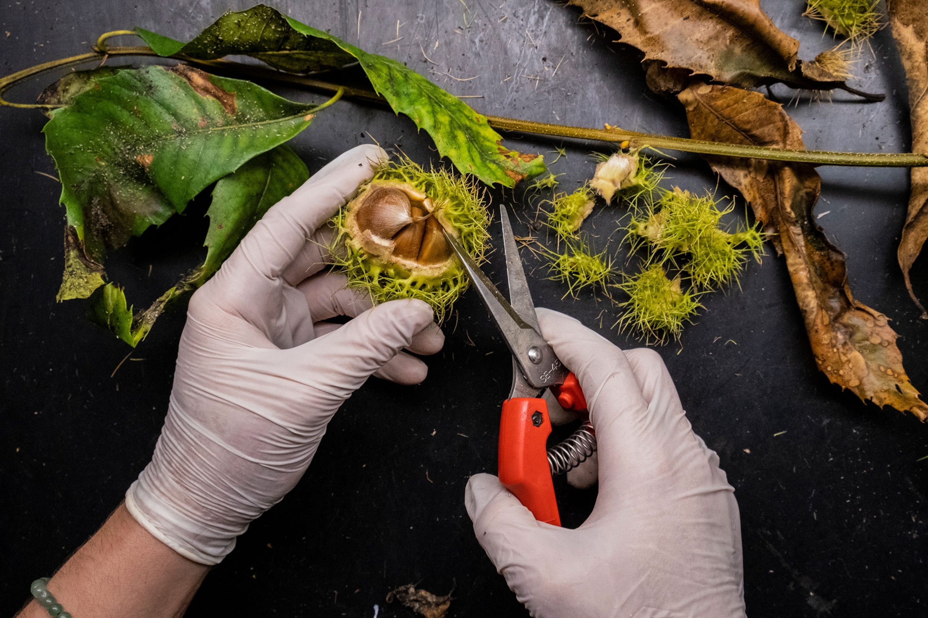 a pair of white gloved hands holds a chestnut as the hard outer shell is opened with pliers
