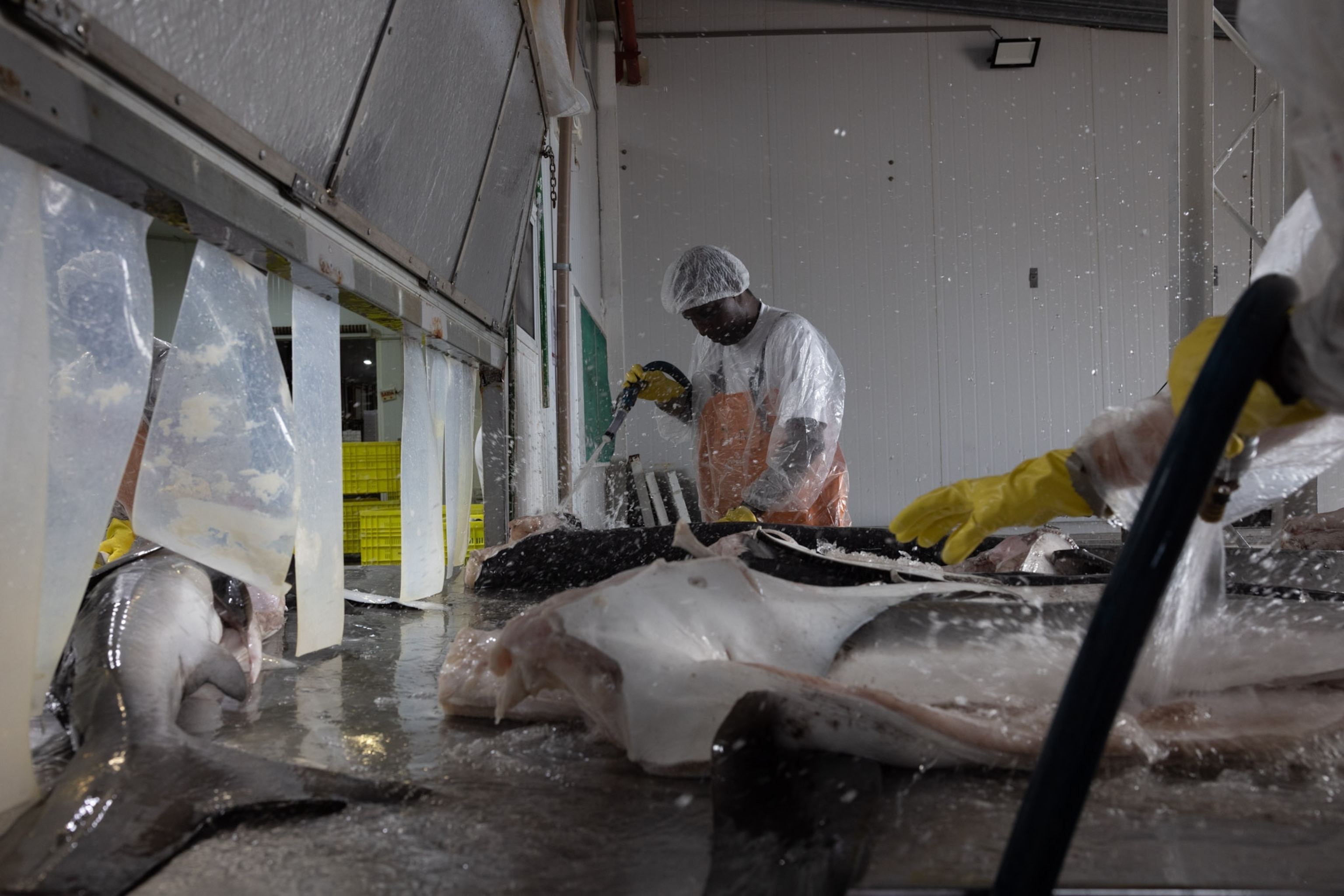 Fish are laid out on a metal slab and are chopped up for processing by an employee.