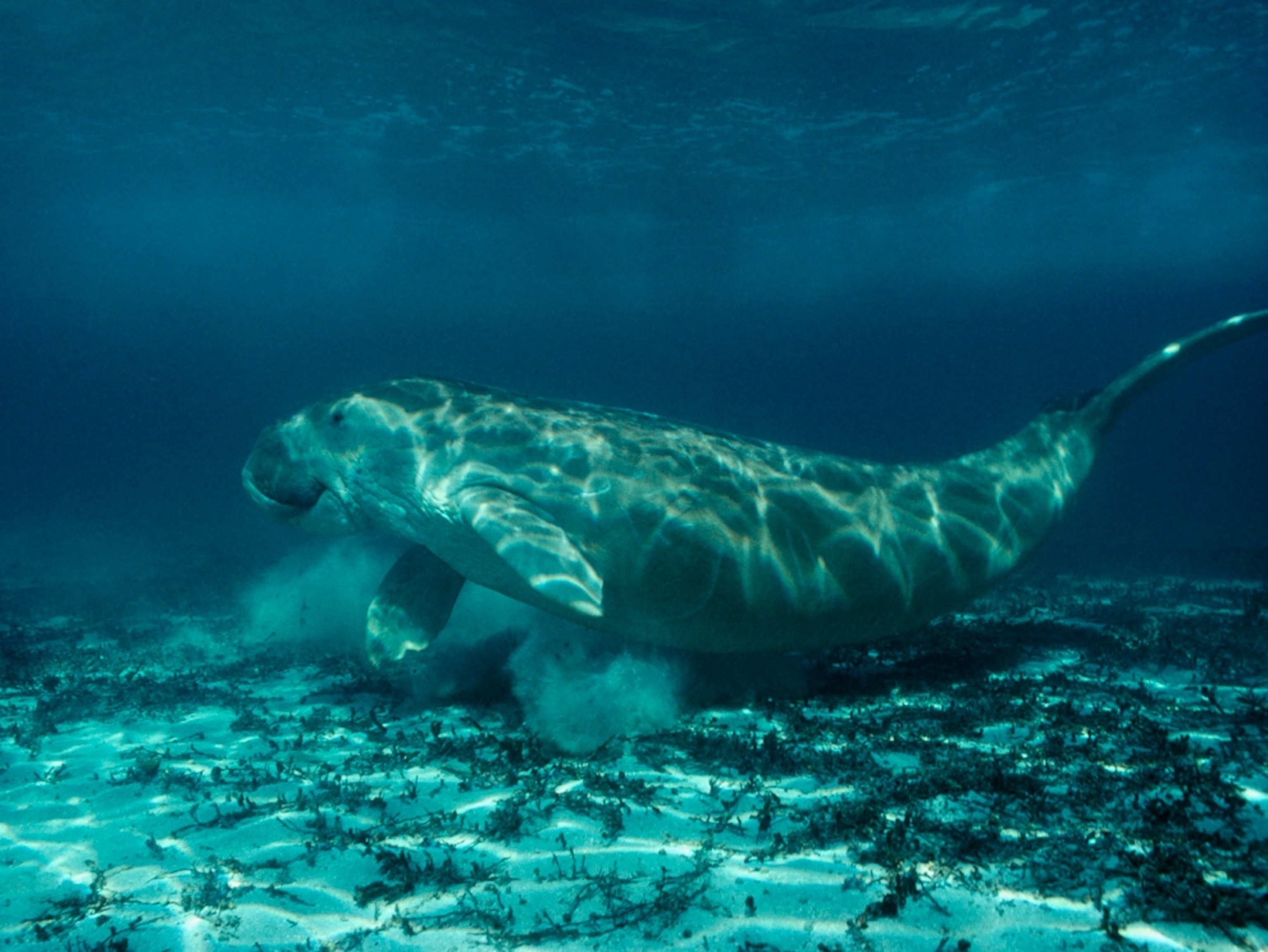 Dugong grazing on the seafloor