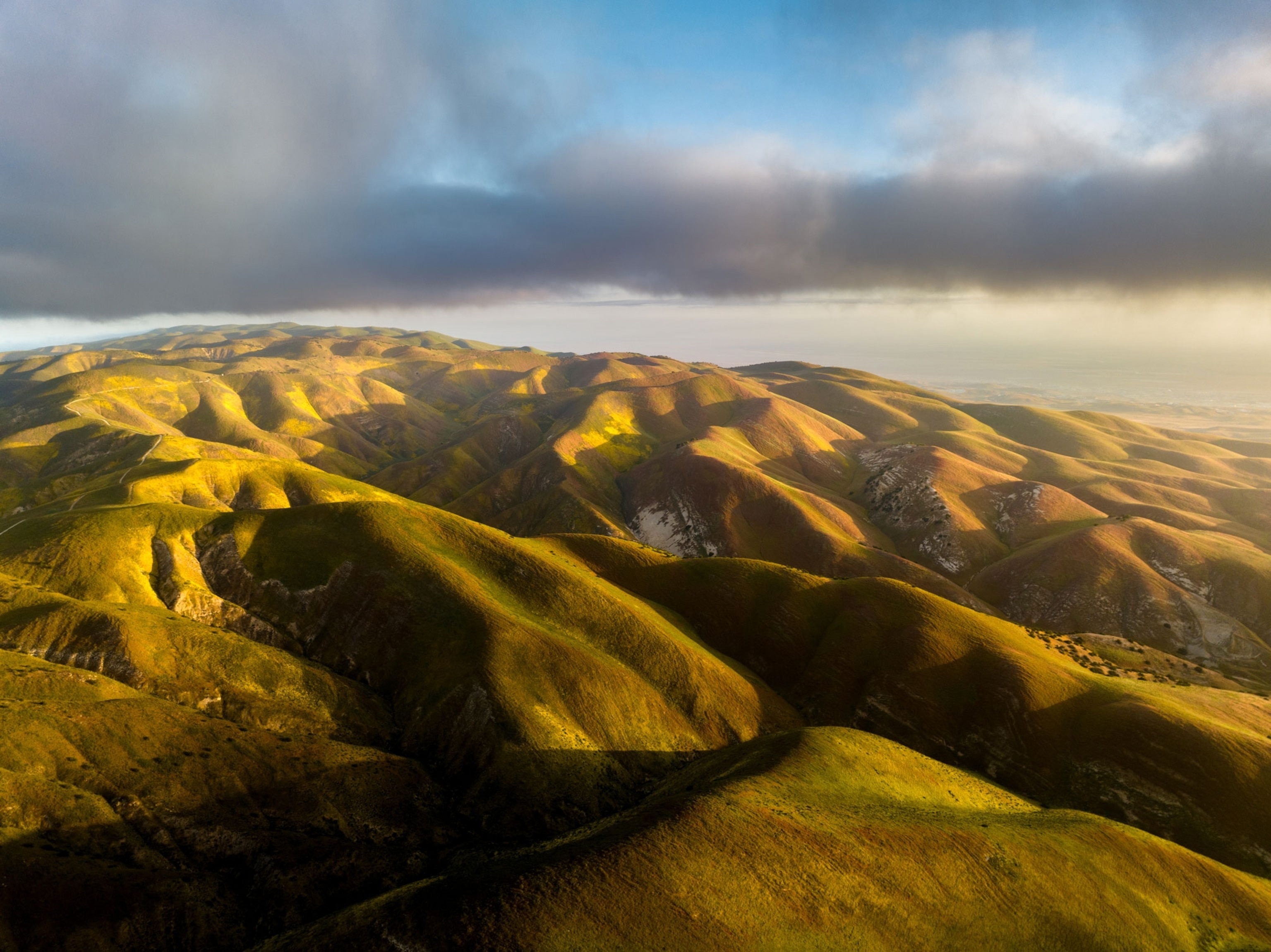 Hillside daisies blend with golden sunrise light