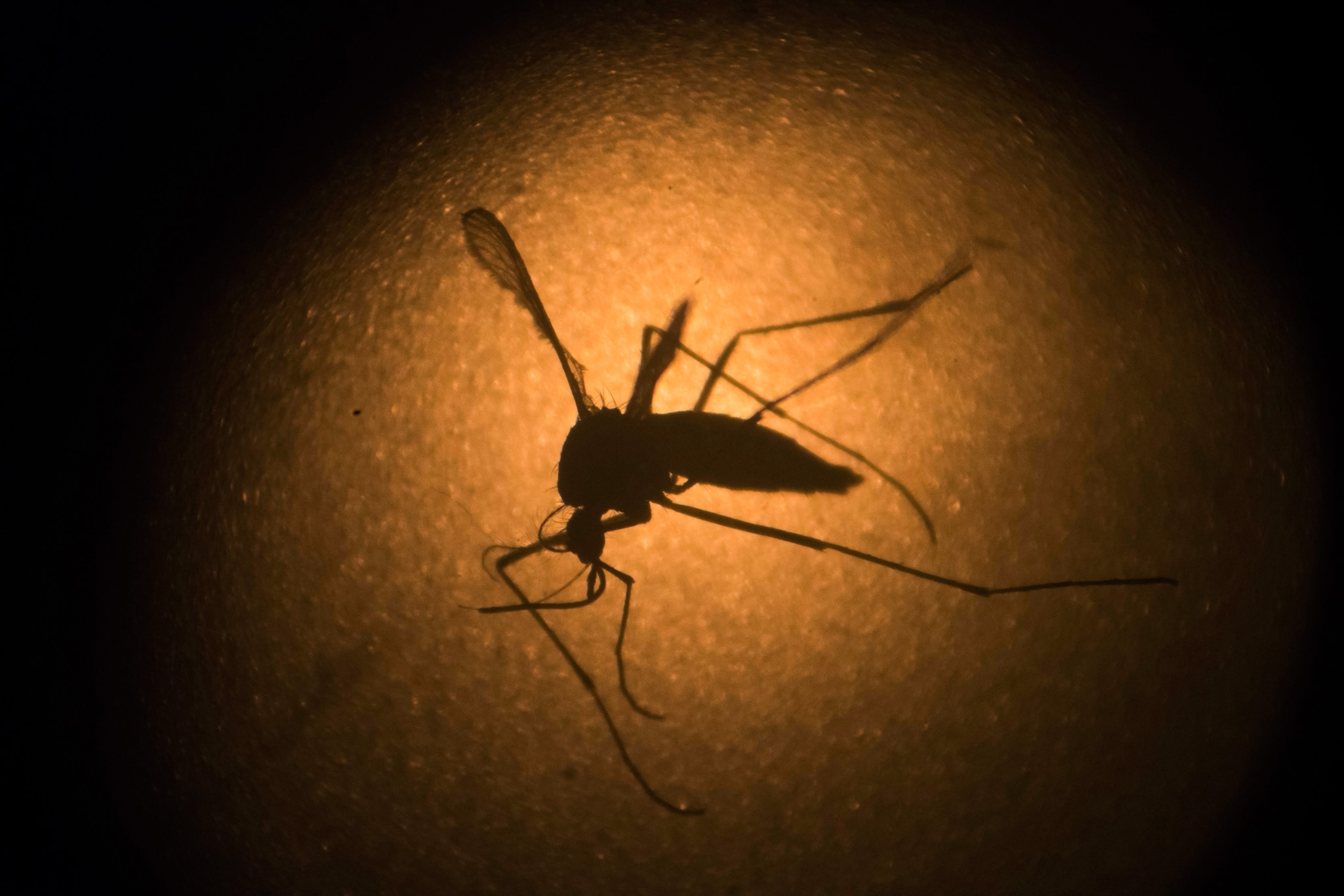 A mosquito is silohetted by light that frames it.