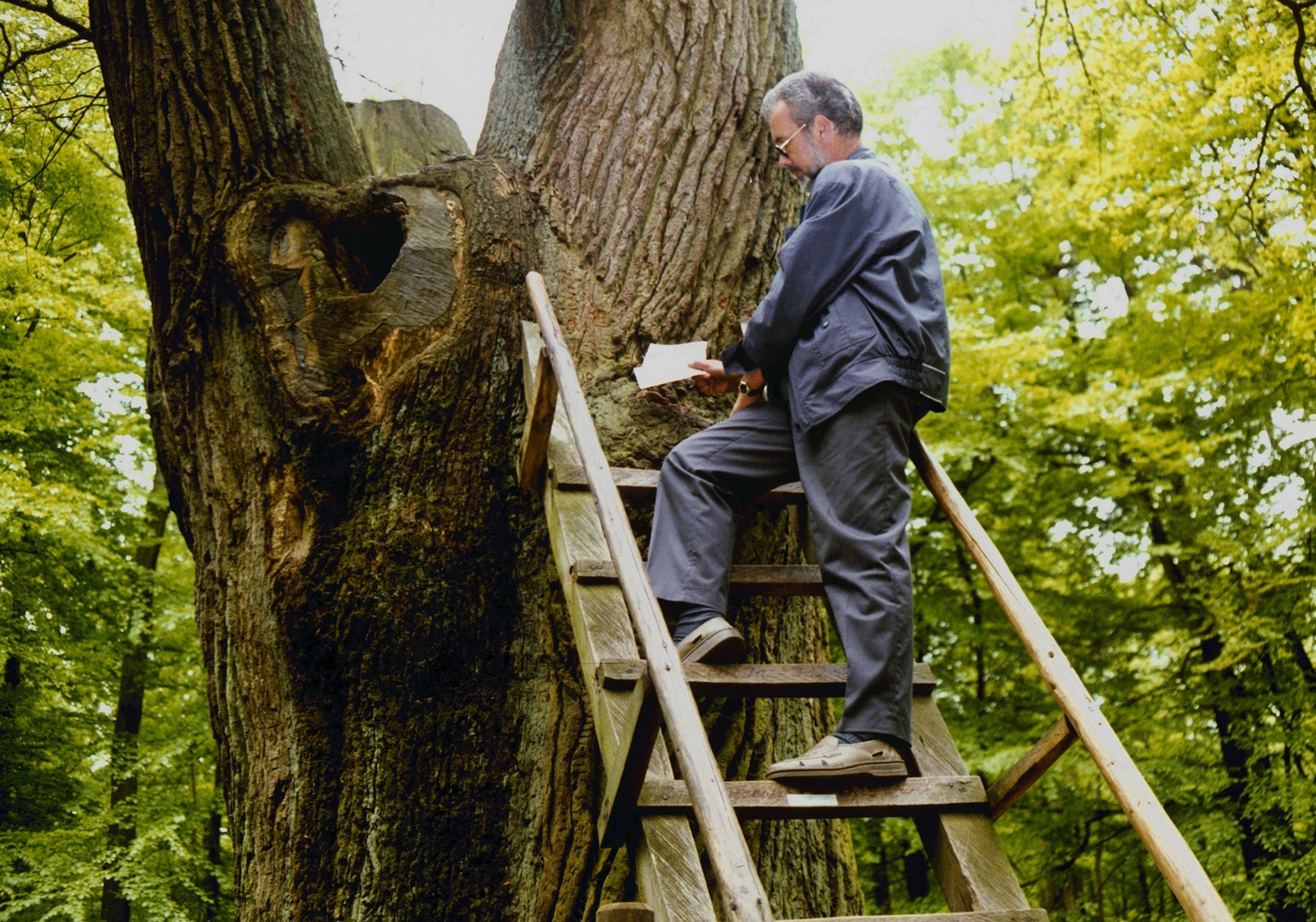 a tree that receives love letters