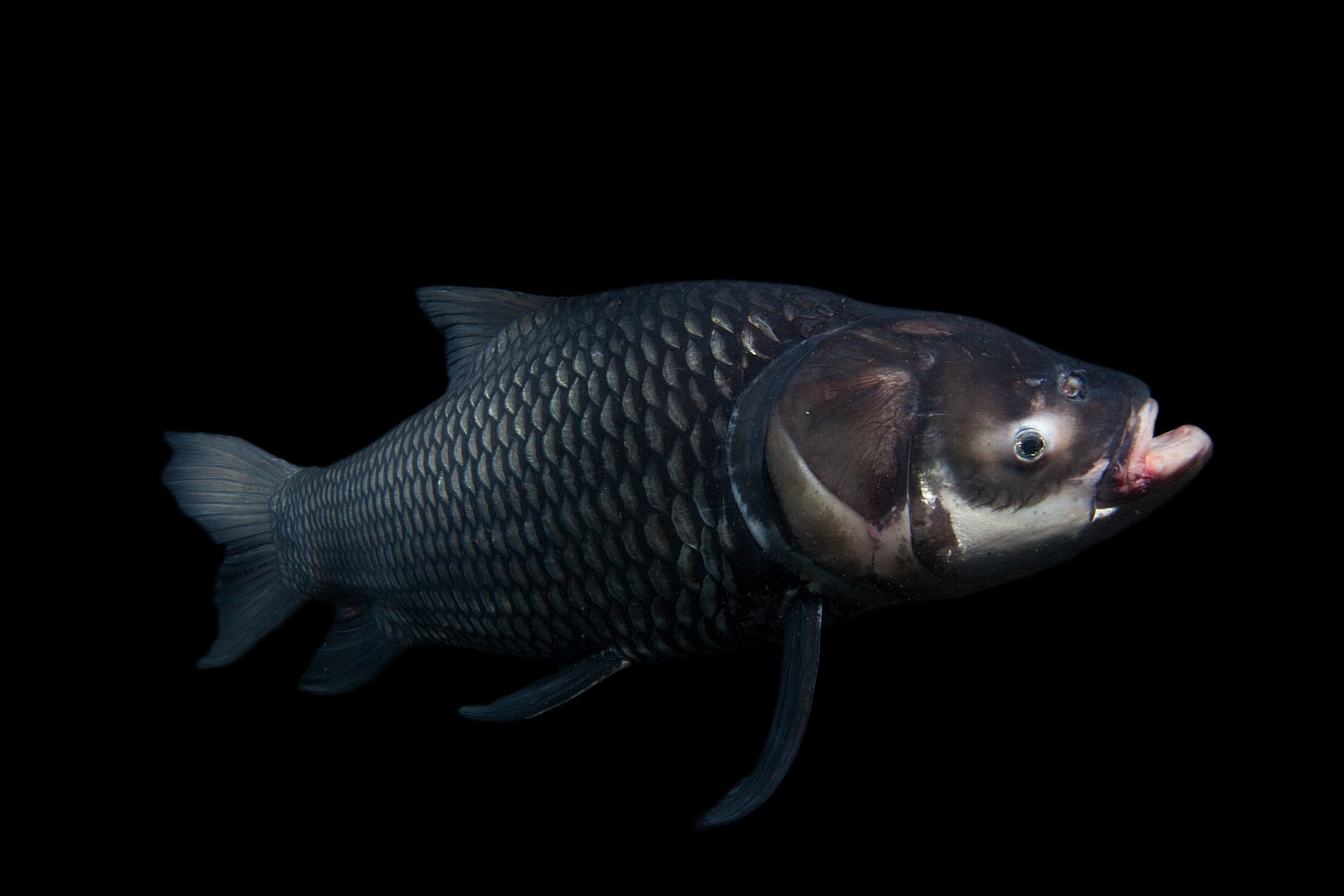 Southeast Asia's giant Siamese carp which lives in the Mekong River