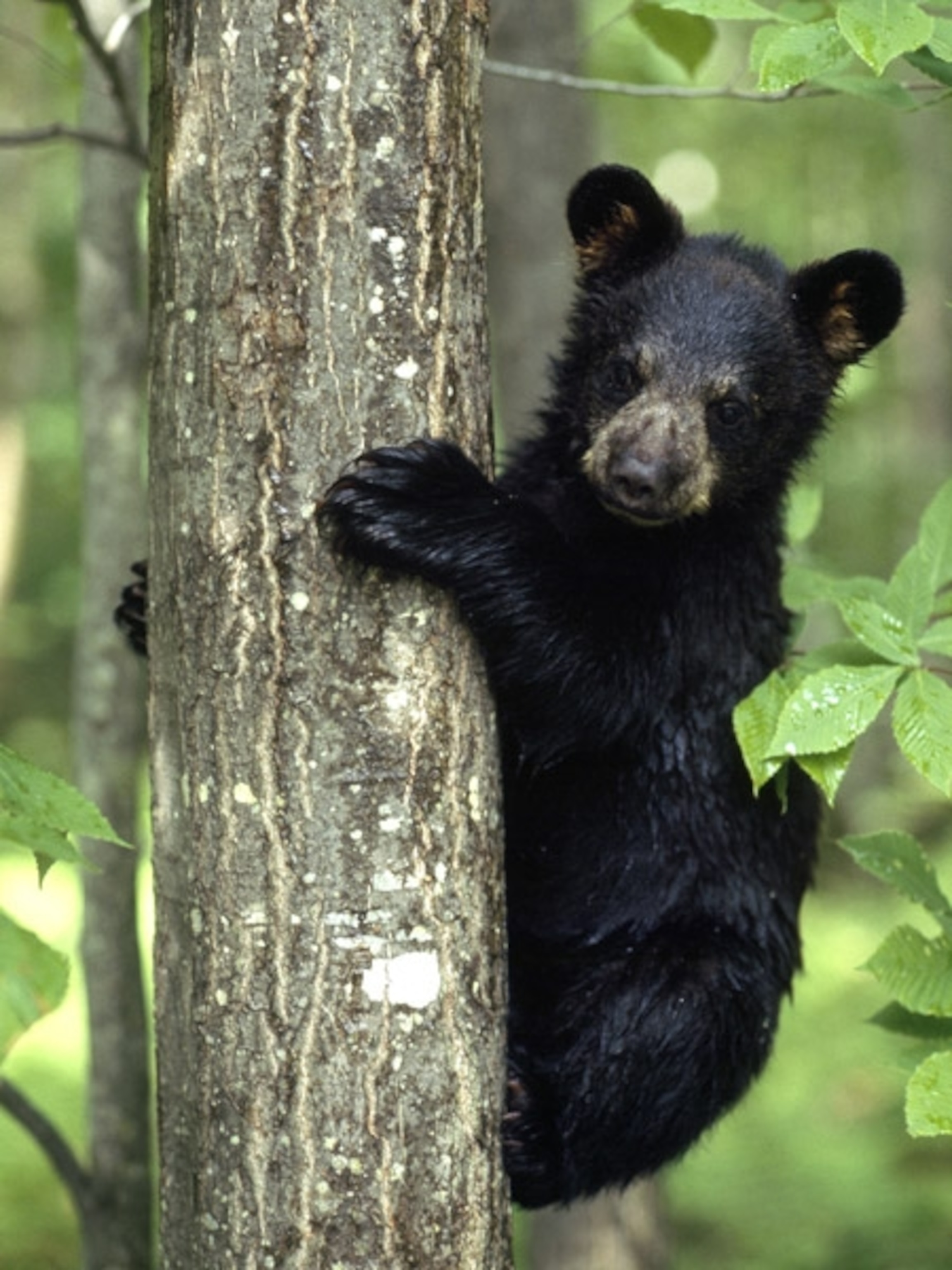 Black bear cub