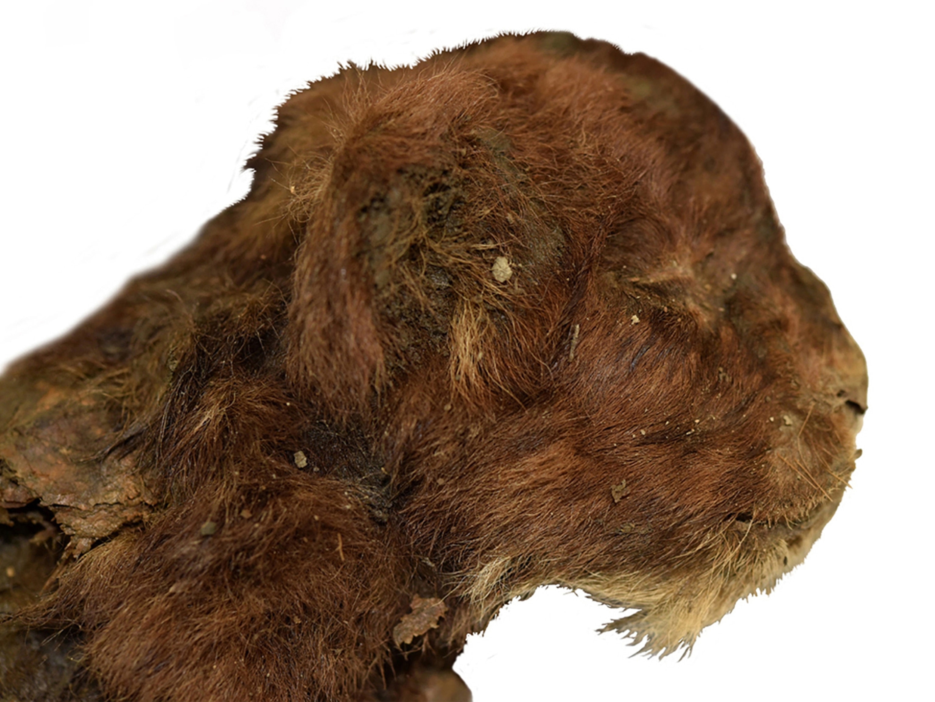External appearance of three-week-old heads of large felid cubs, right lateral view.