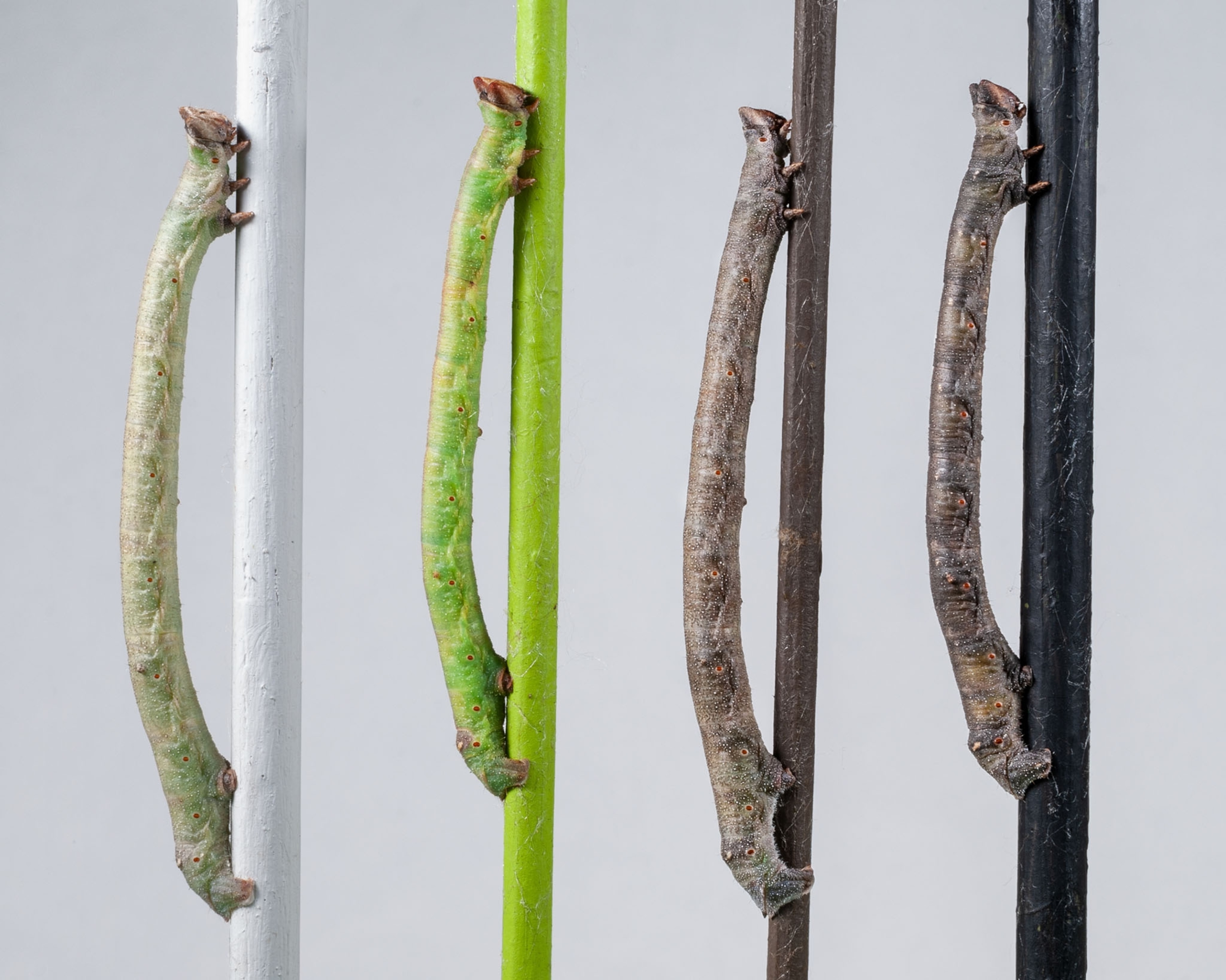 four caterpillars on vertical colored sticks.