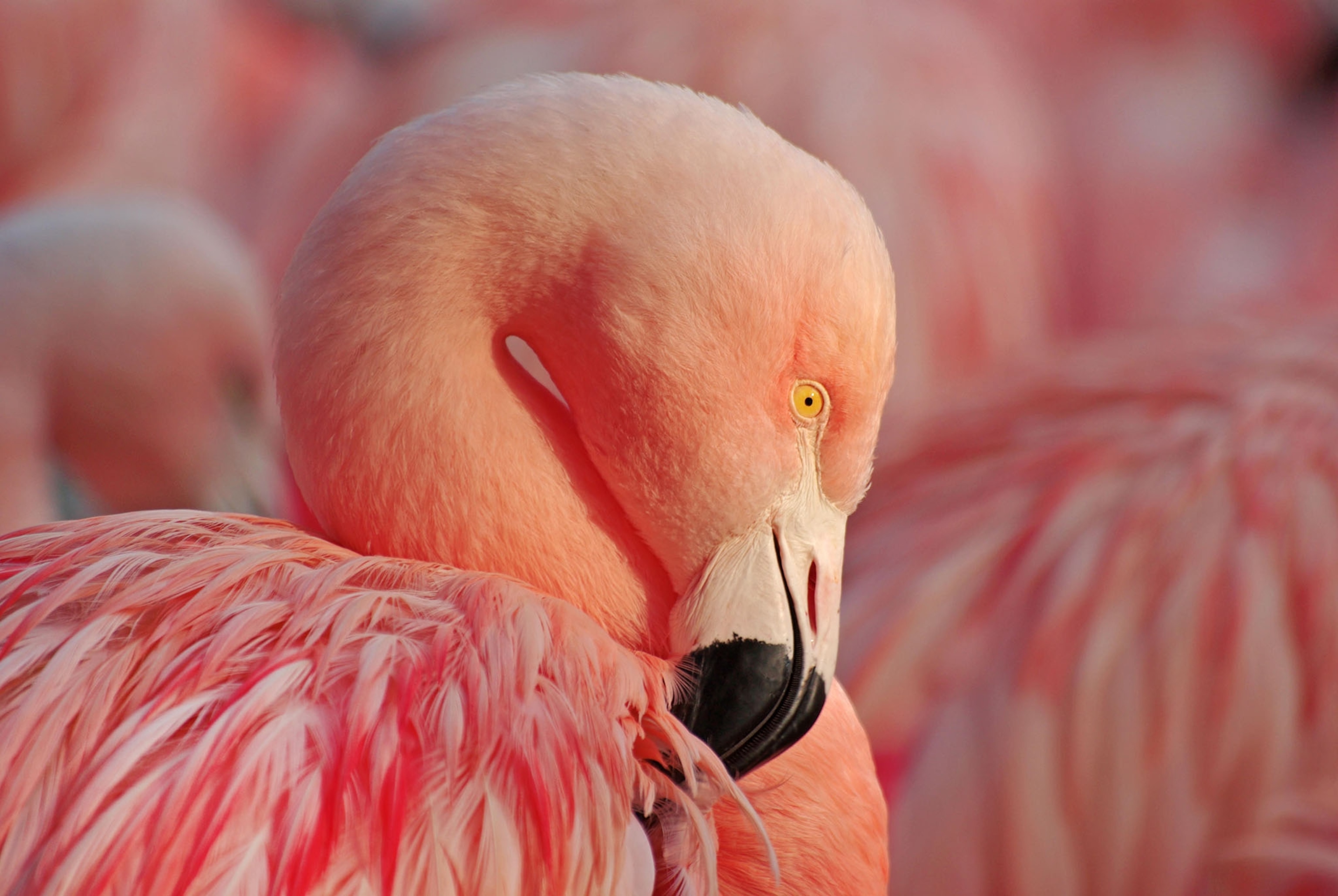 american flamingos
