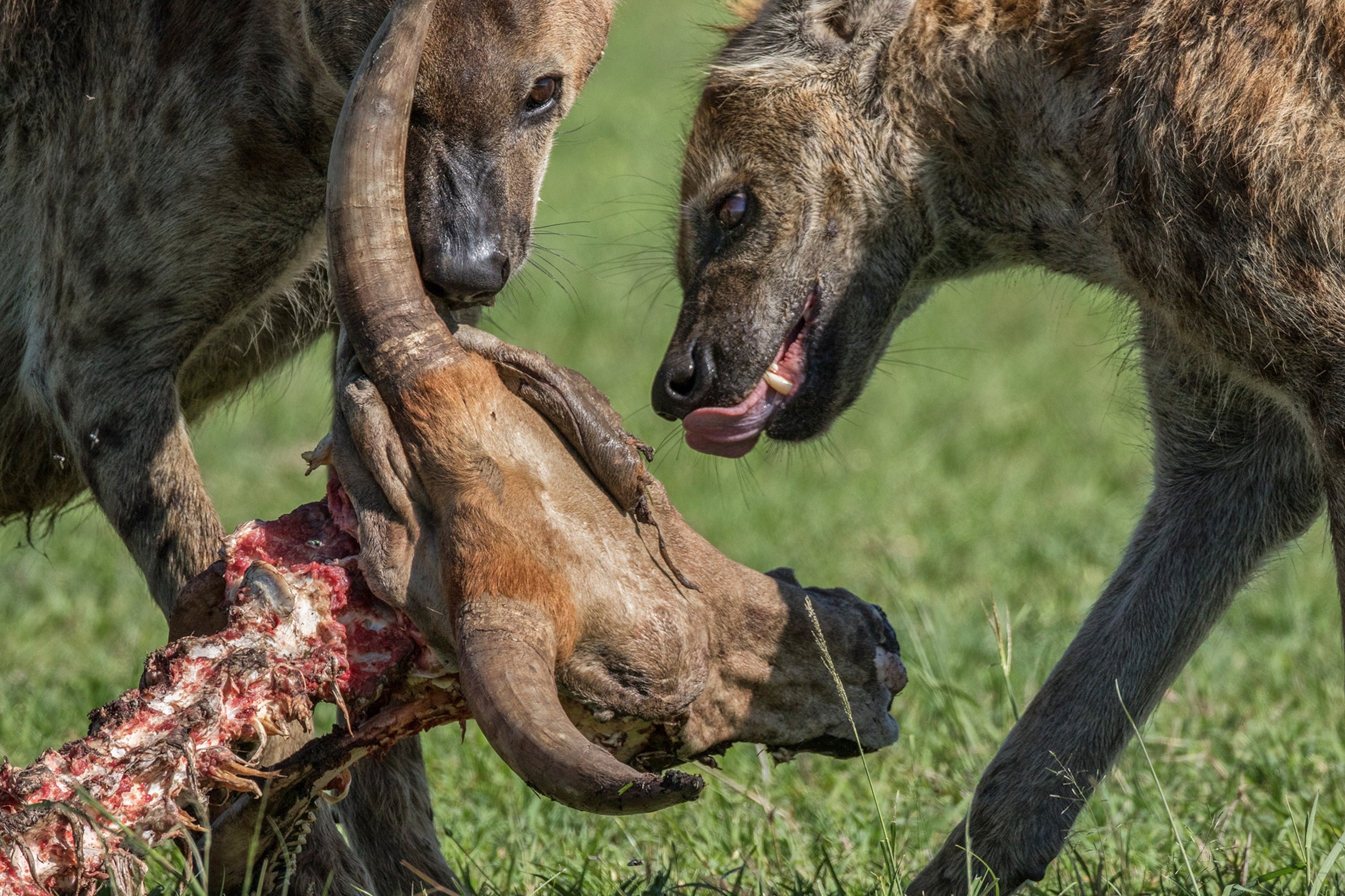 hyenas feeding on the remnants of a cow
