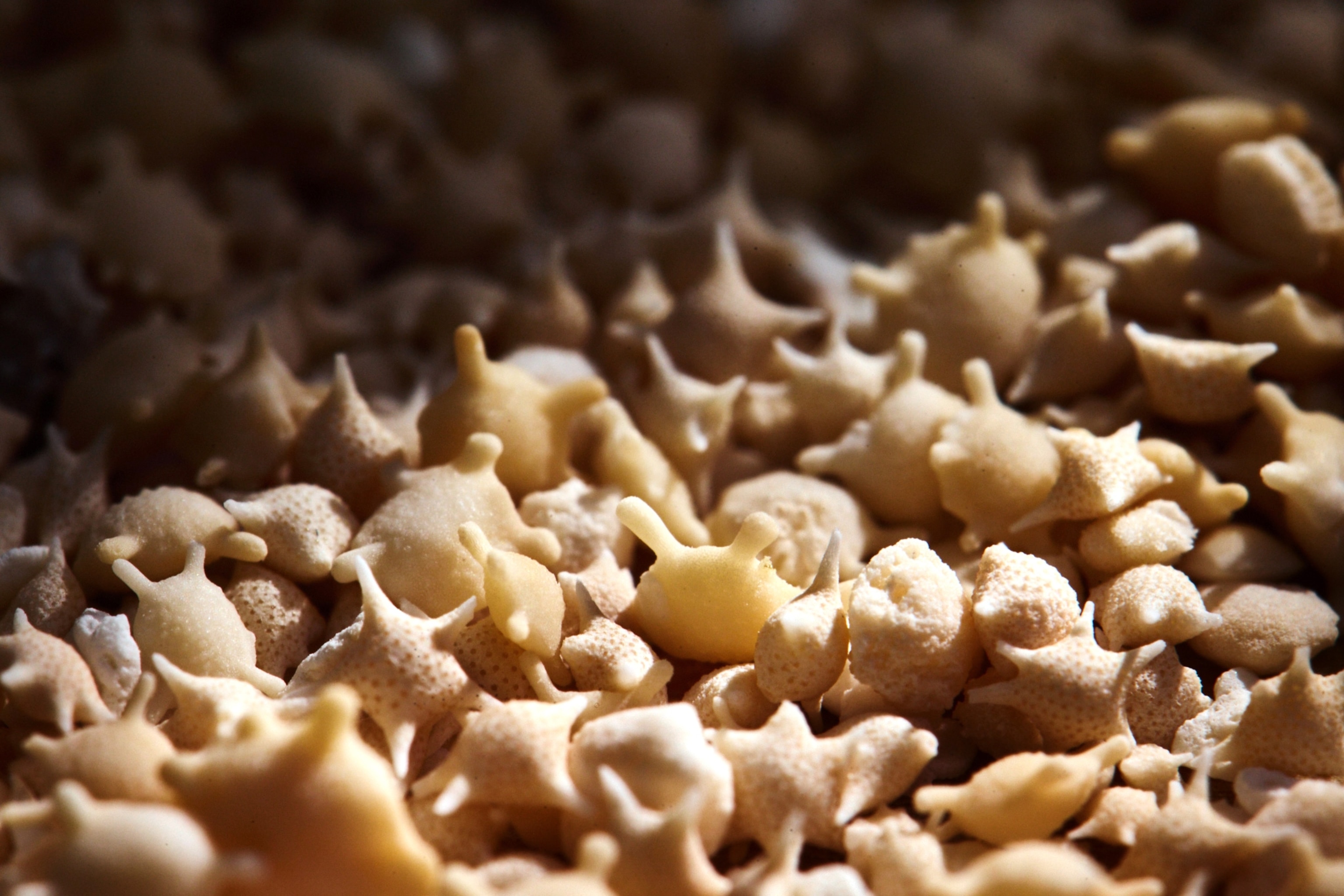 a shallow depth of field view of a pile of little stars that are exoskeletons of small-celled organisms known as Foraminifera