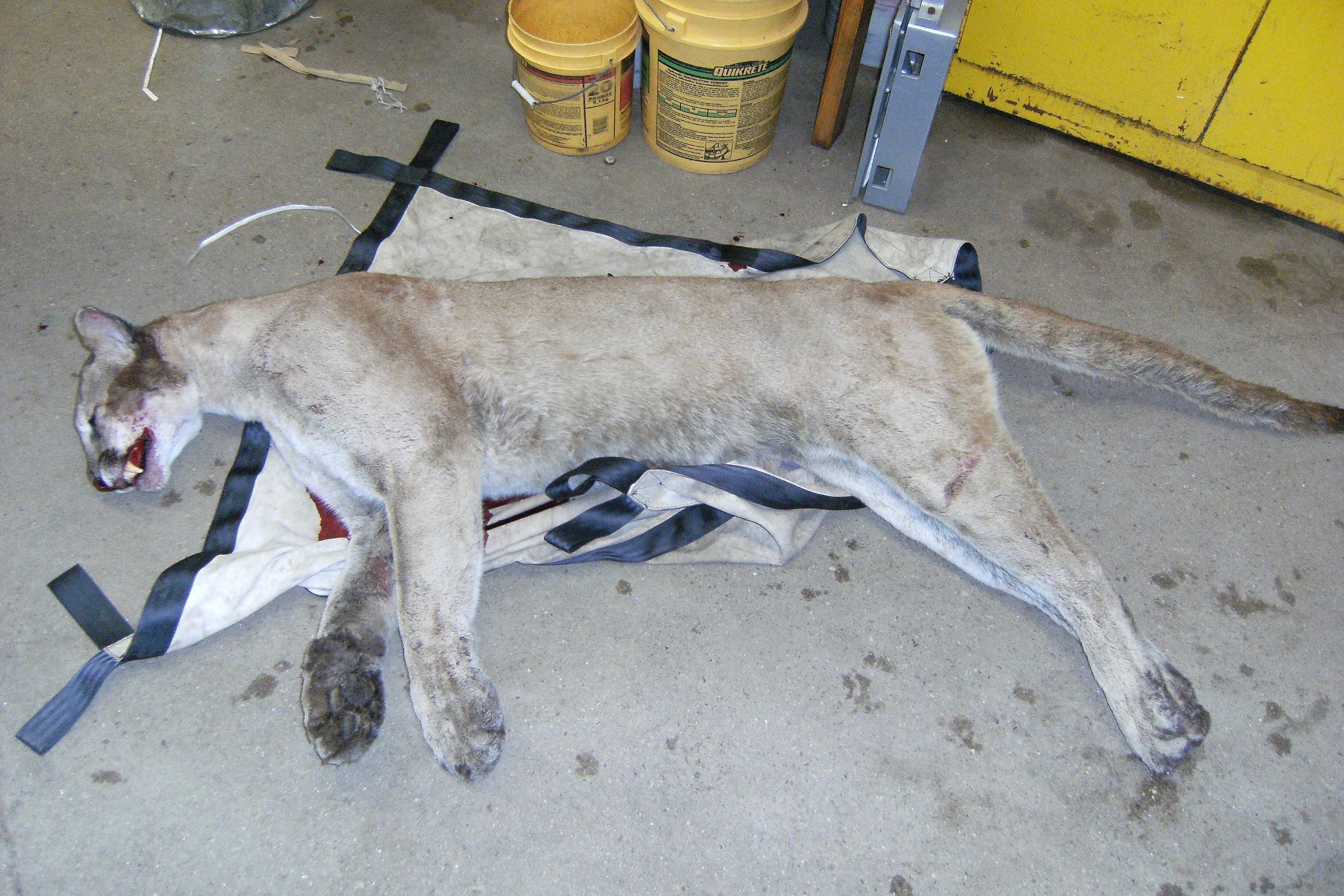 a dead cougar