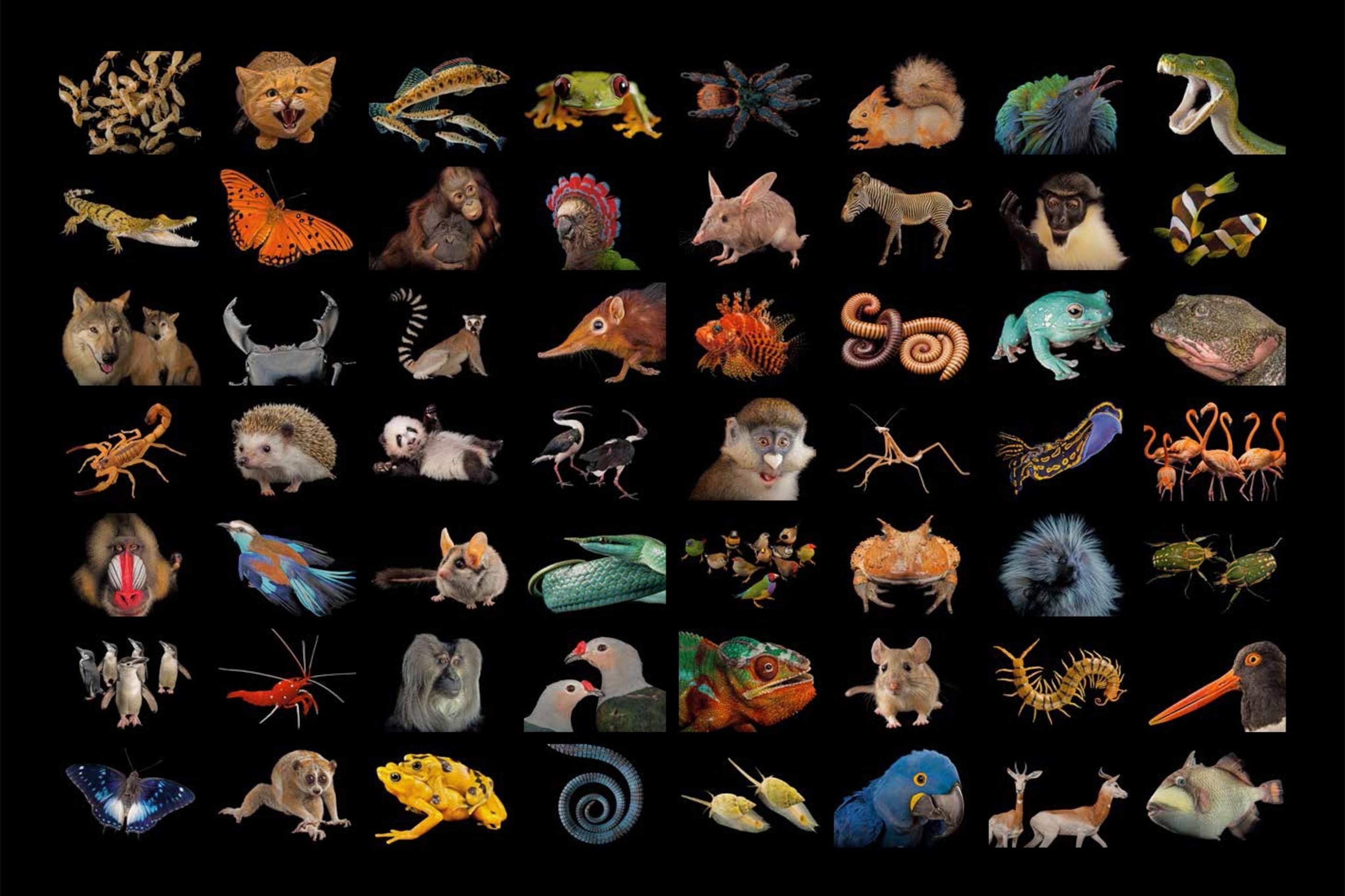 56 animals