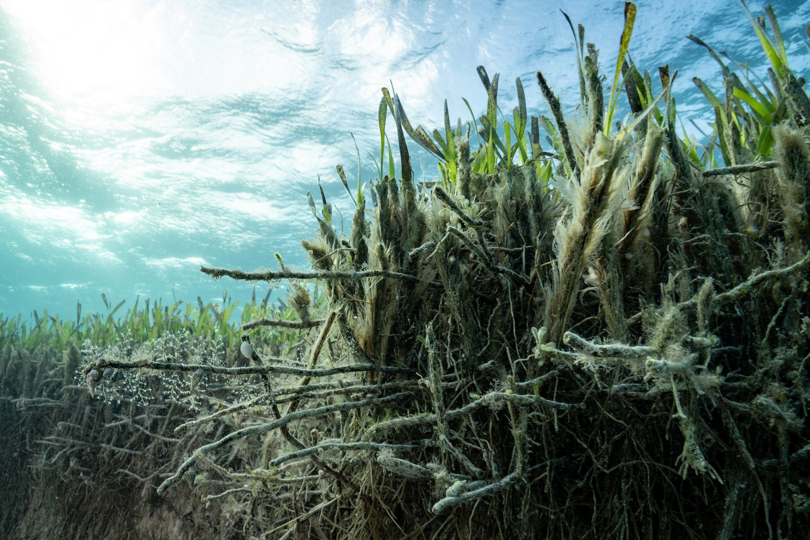 Close up of seagrass.