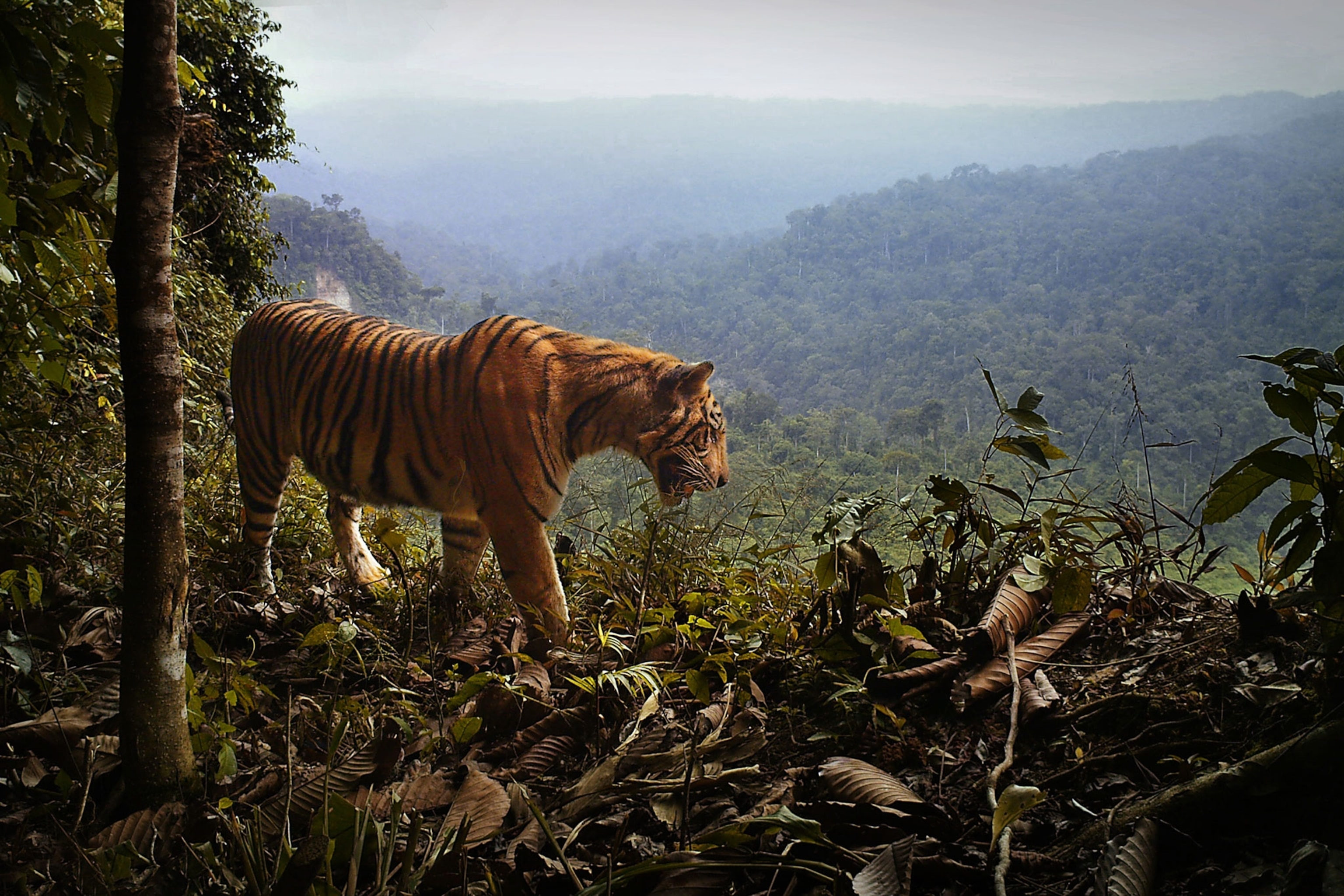 a sumatran tiger