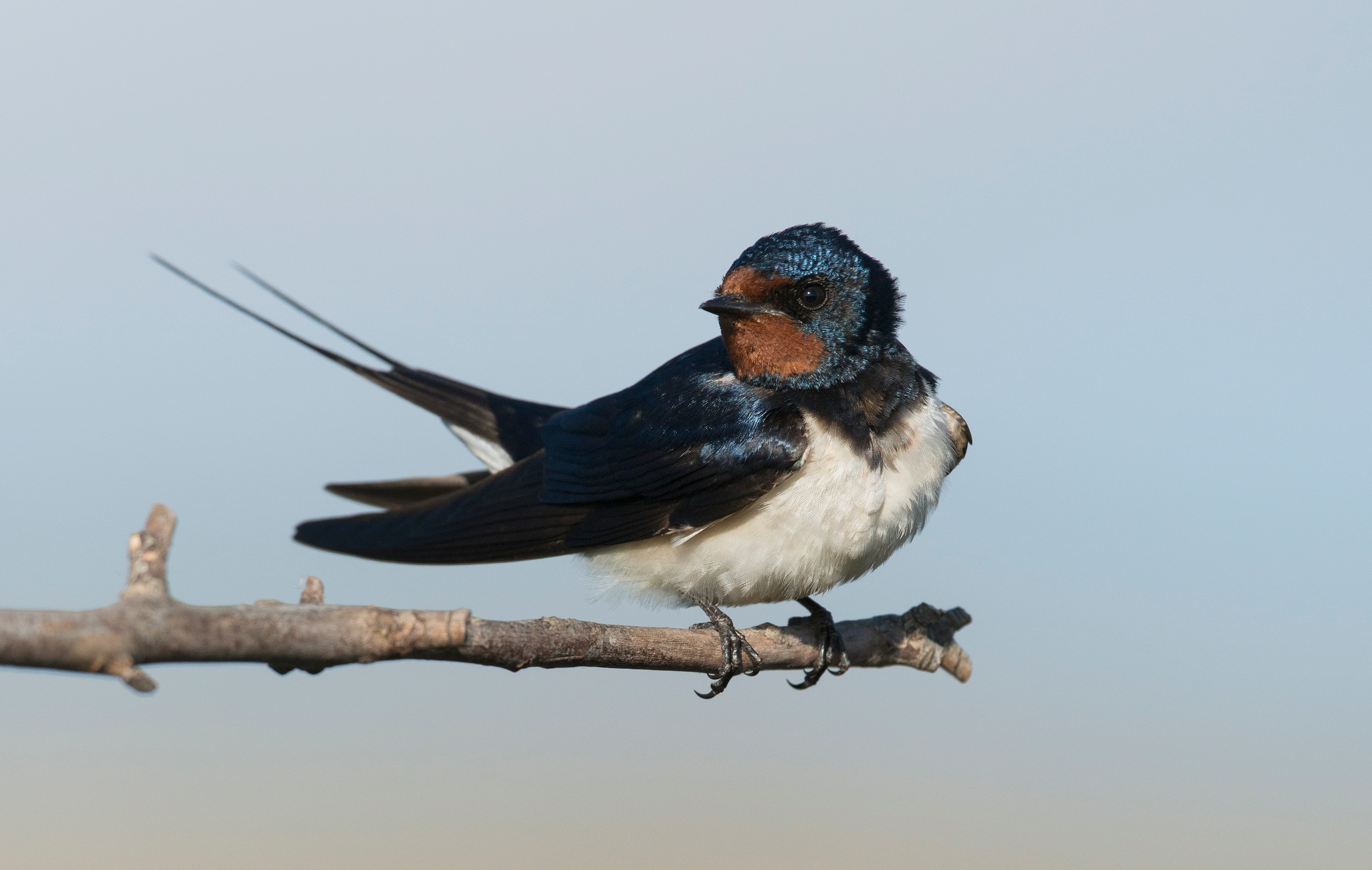 A close view of a barn swallow resting on a branch