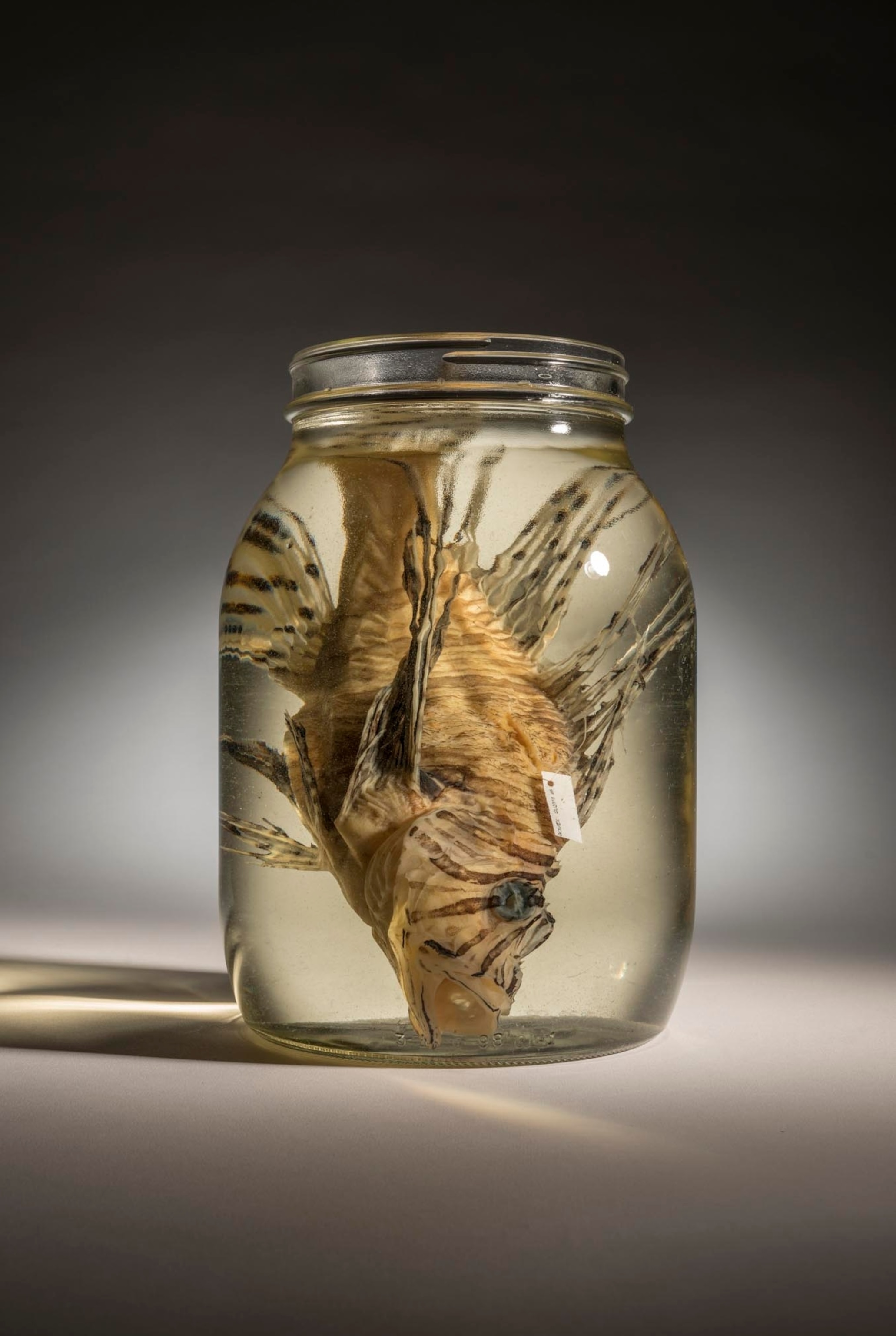 a red lionfish in a jar