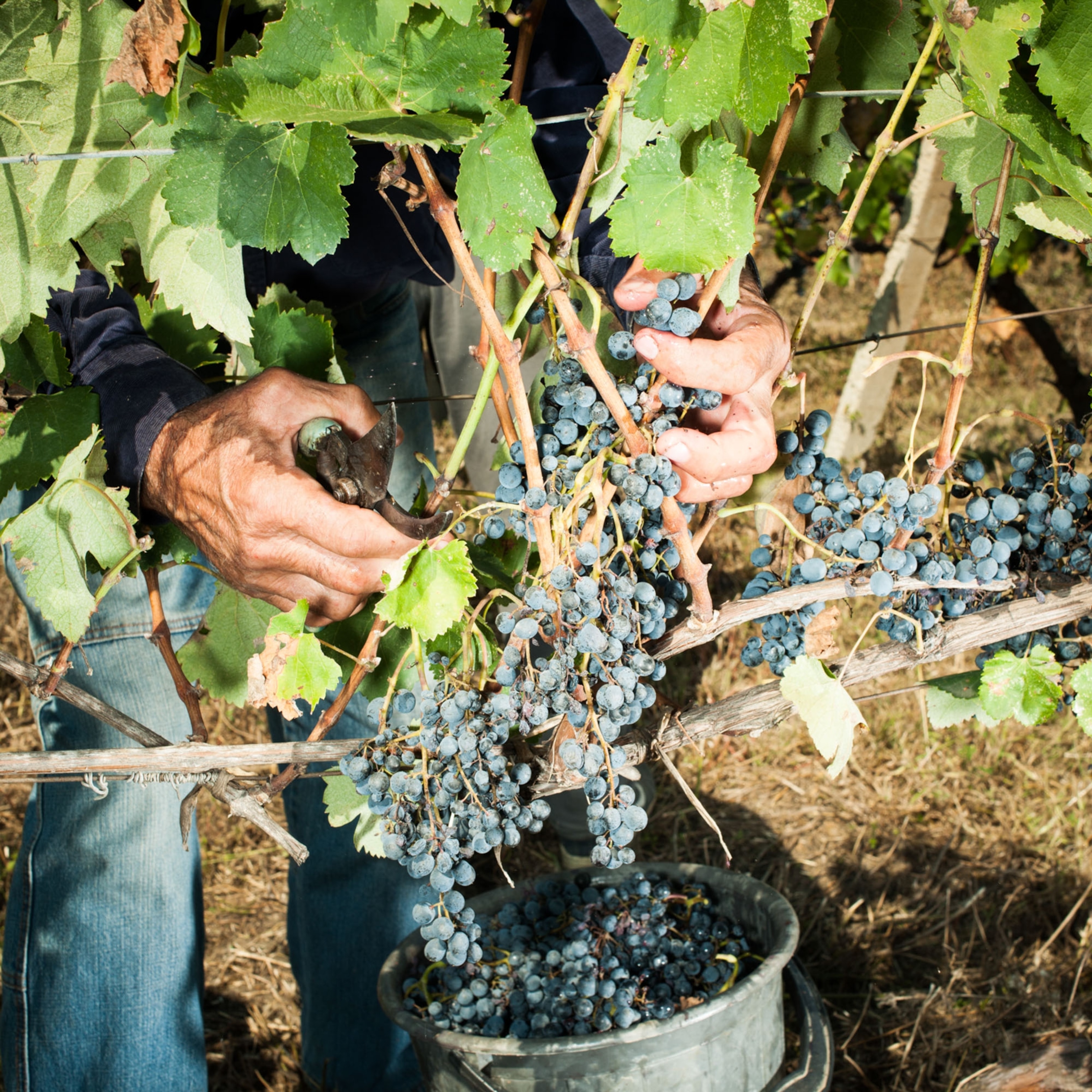 Georgian wine