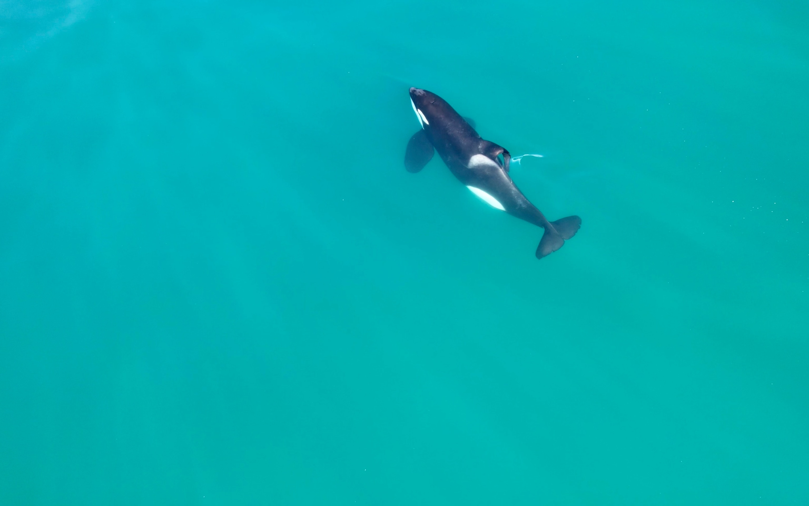 An orca's Dorsell fin is bent it's body stands out in the clear blue waters.