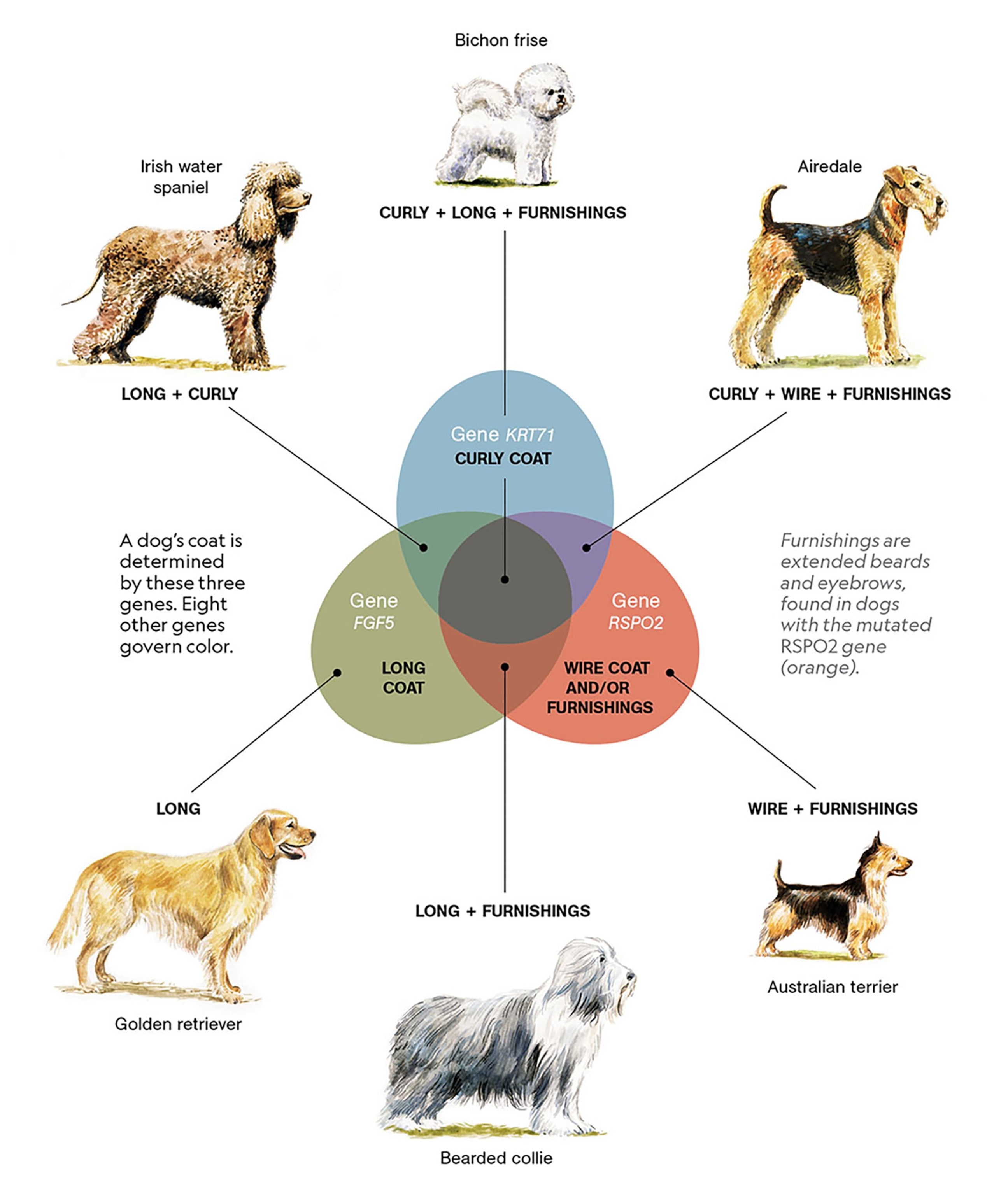 A graphic of 6 dogs (Irish water spaniel, bichon frise, airdale, golden retriver, bearded collie, and an Australian terrier) with a Venn diagram in the middle showing the three genes of hair and the overlap of the genes that make up each dog's hair.