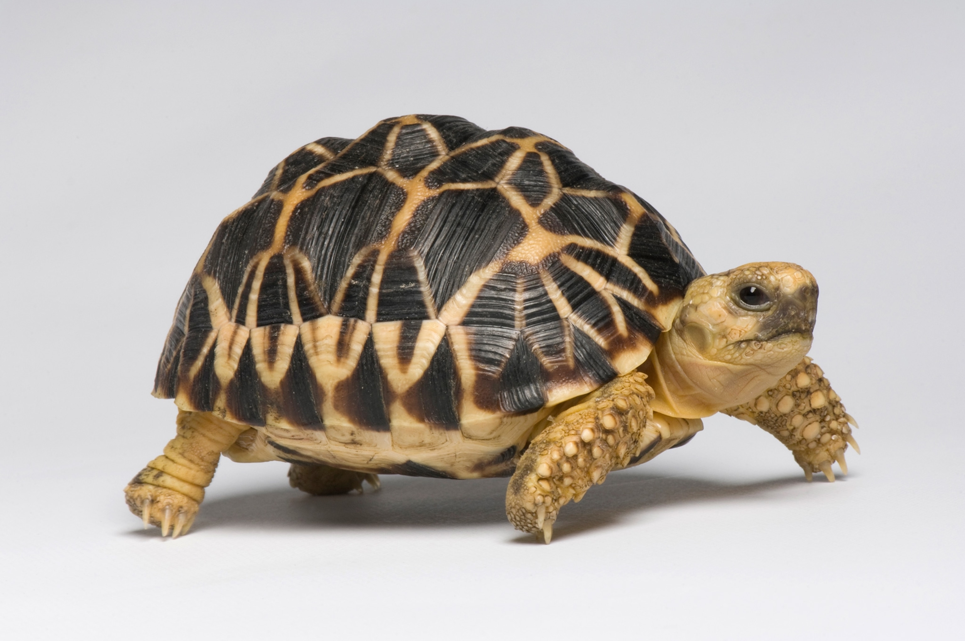 critically endangered Burmese star tortoise