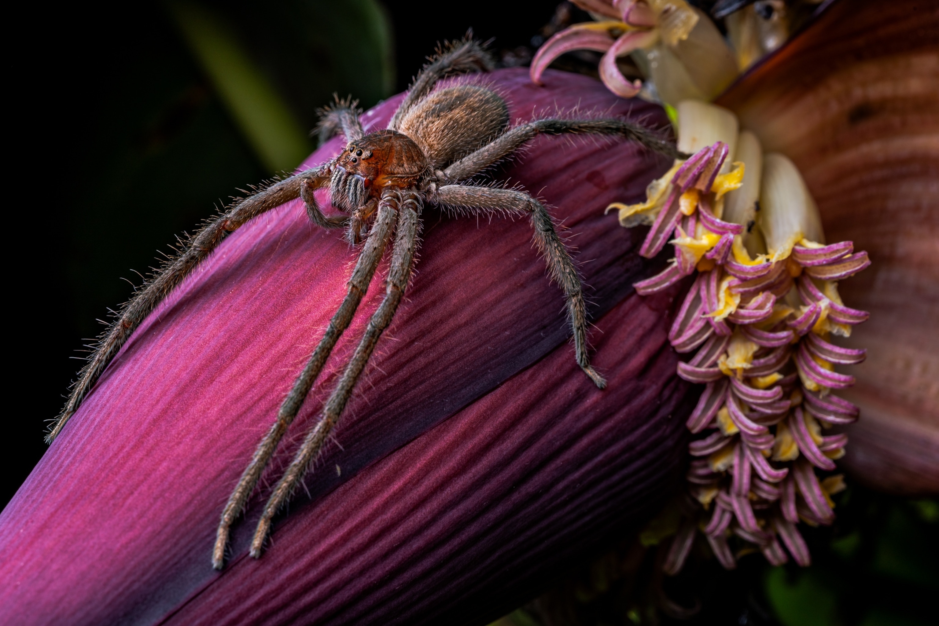 Picture of spider on hot-pink blossom.