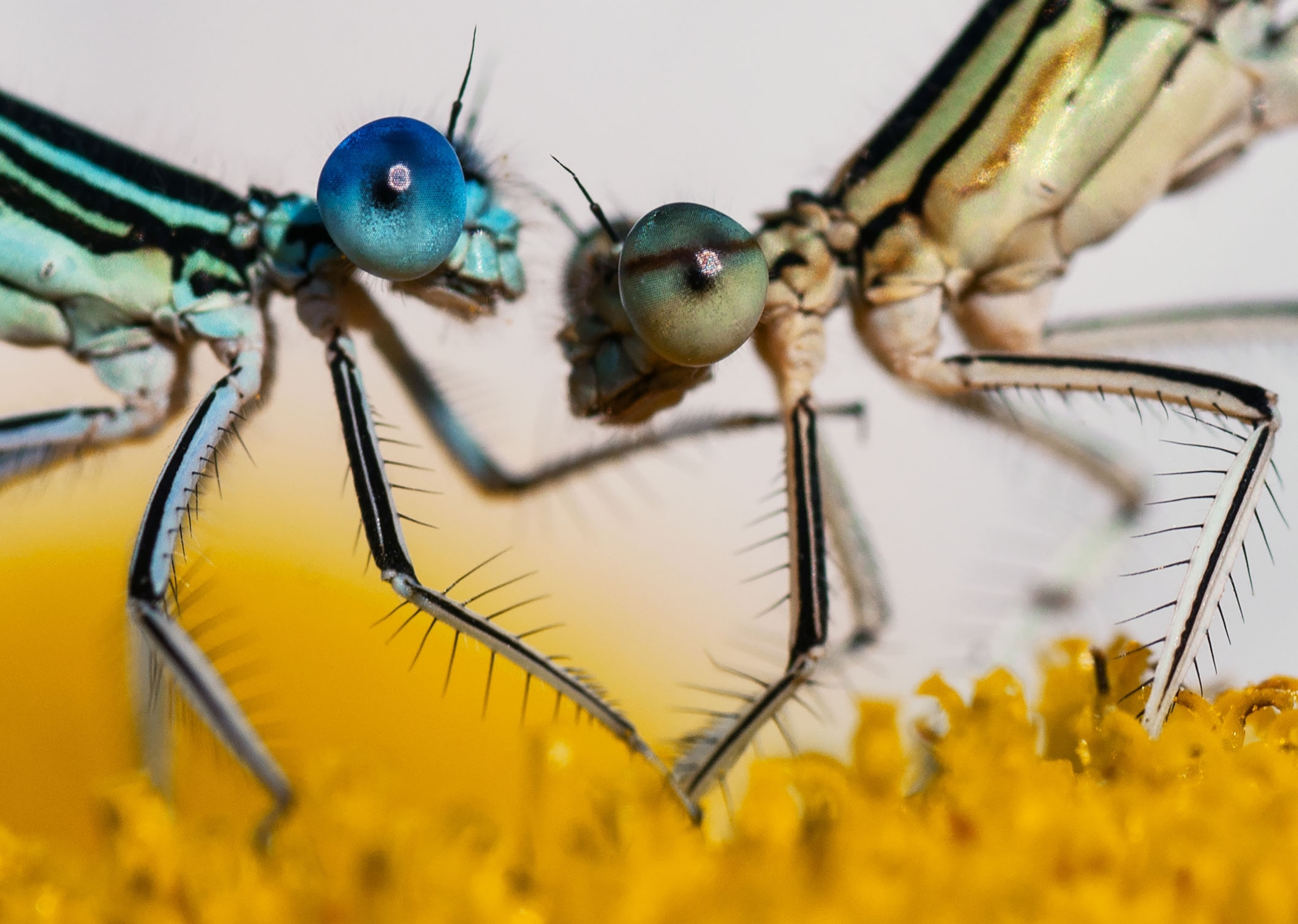 two insect in aggressive position.