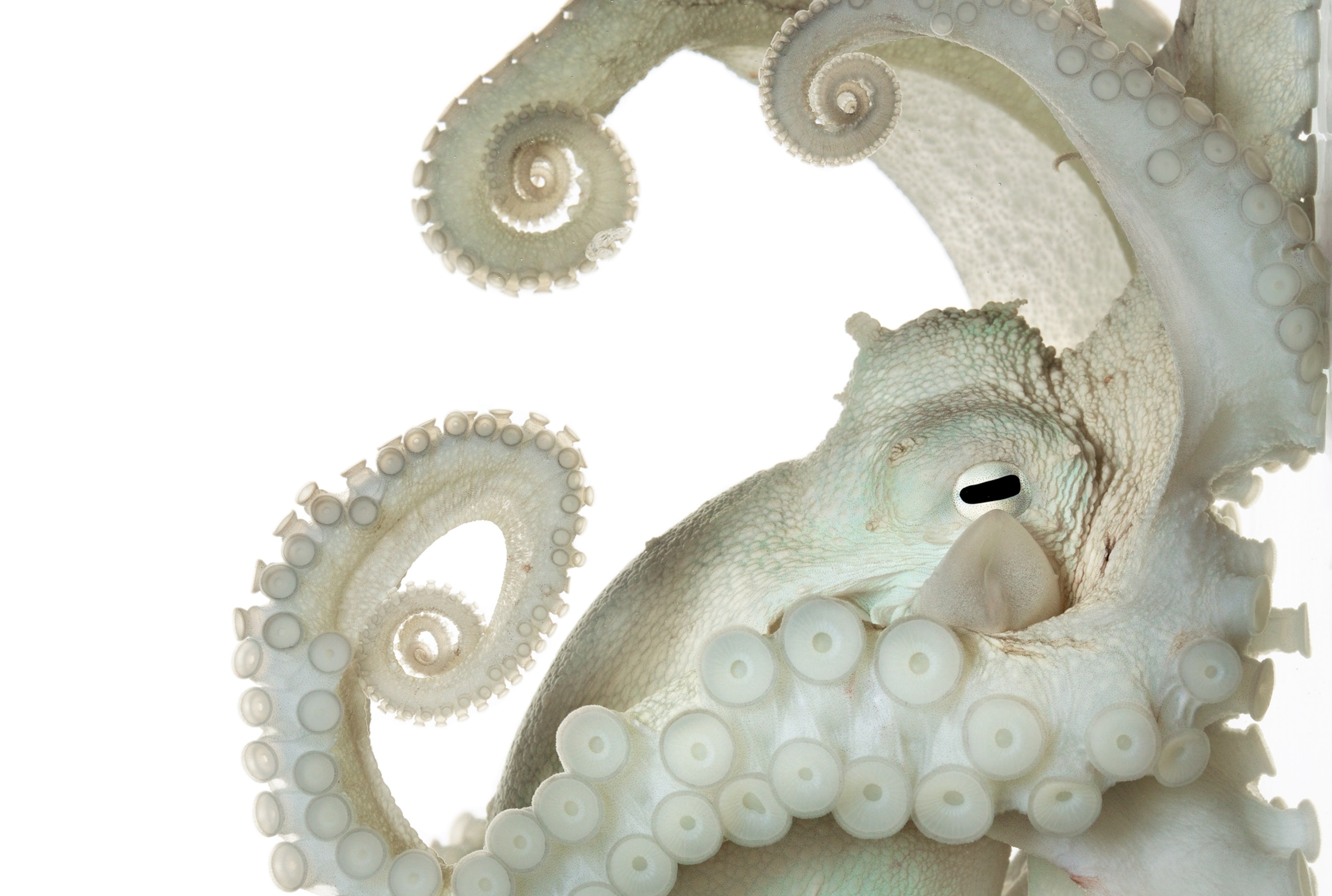 a common octopus