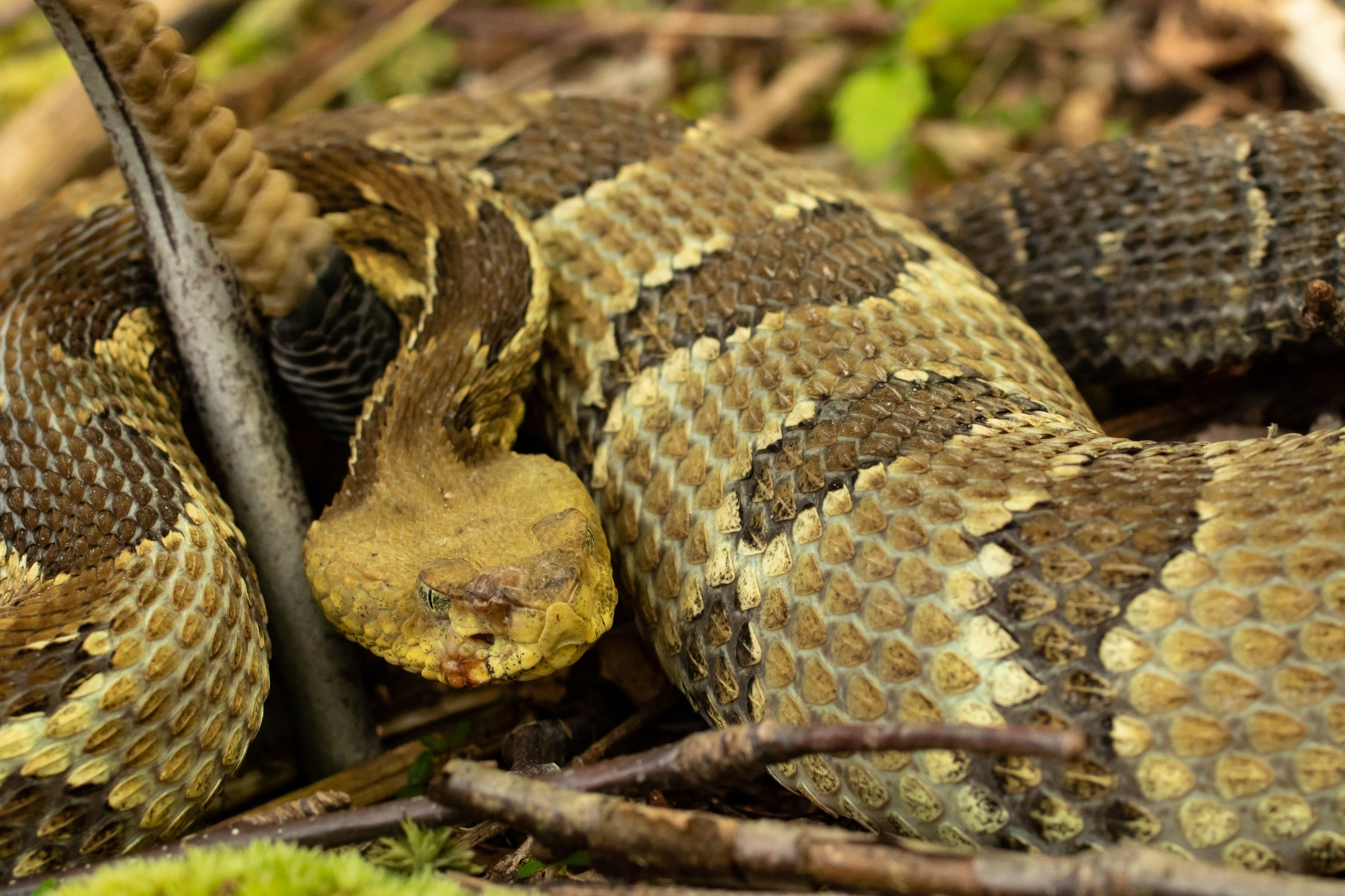 Picture of a Timber rattlesnake with infective lesions on its face.