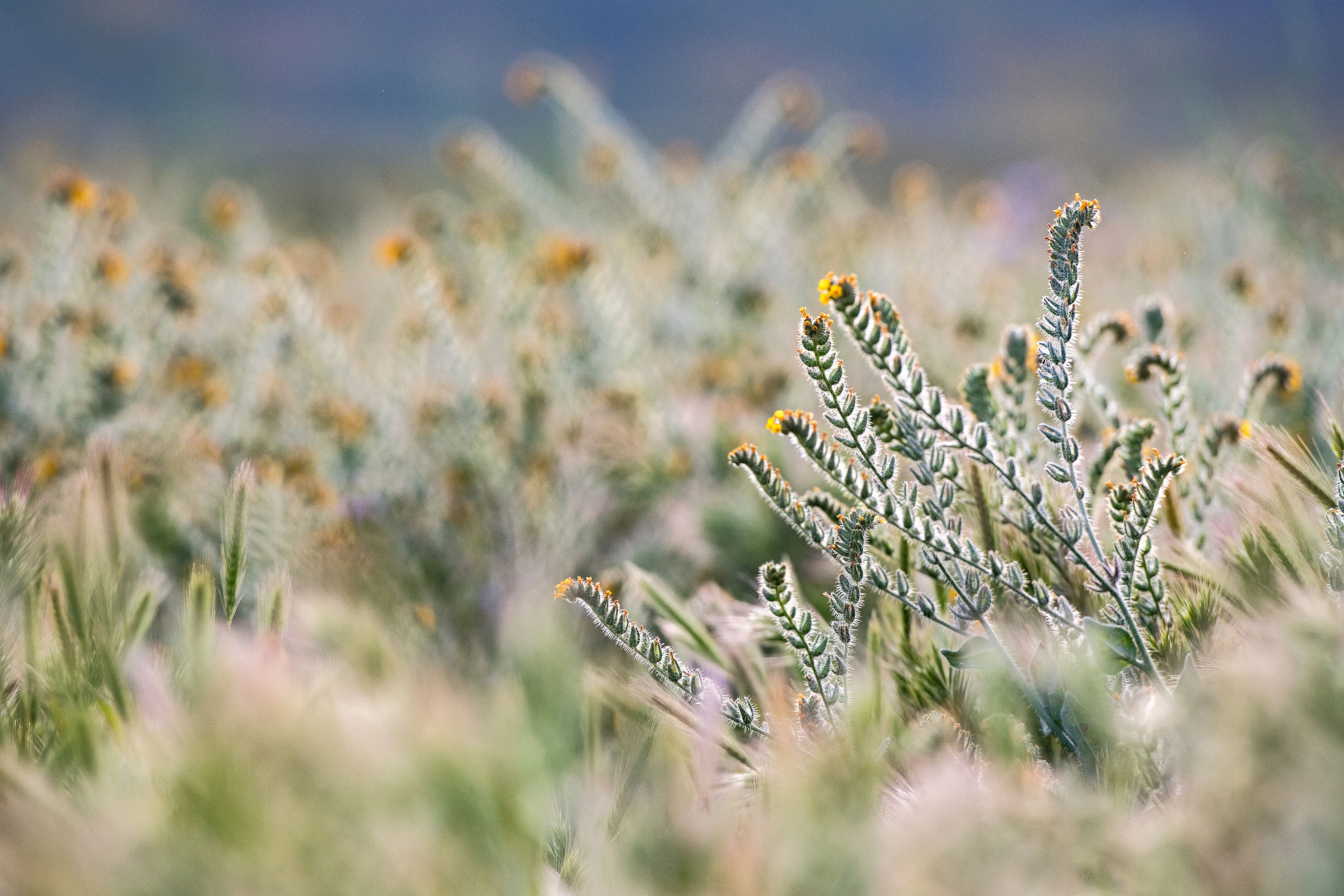 Fiddlenecks blooming.