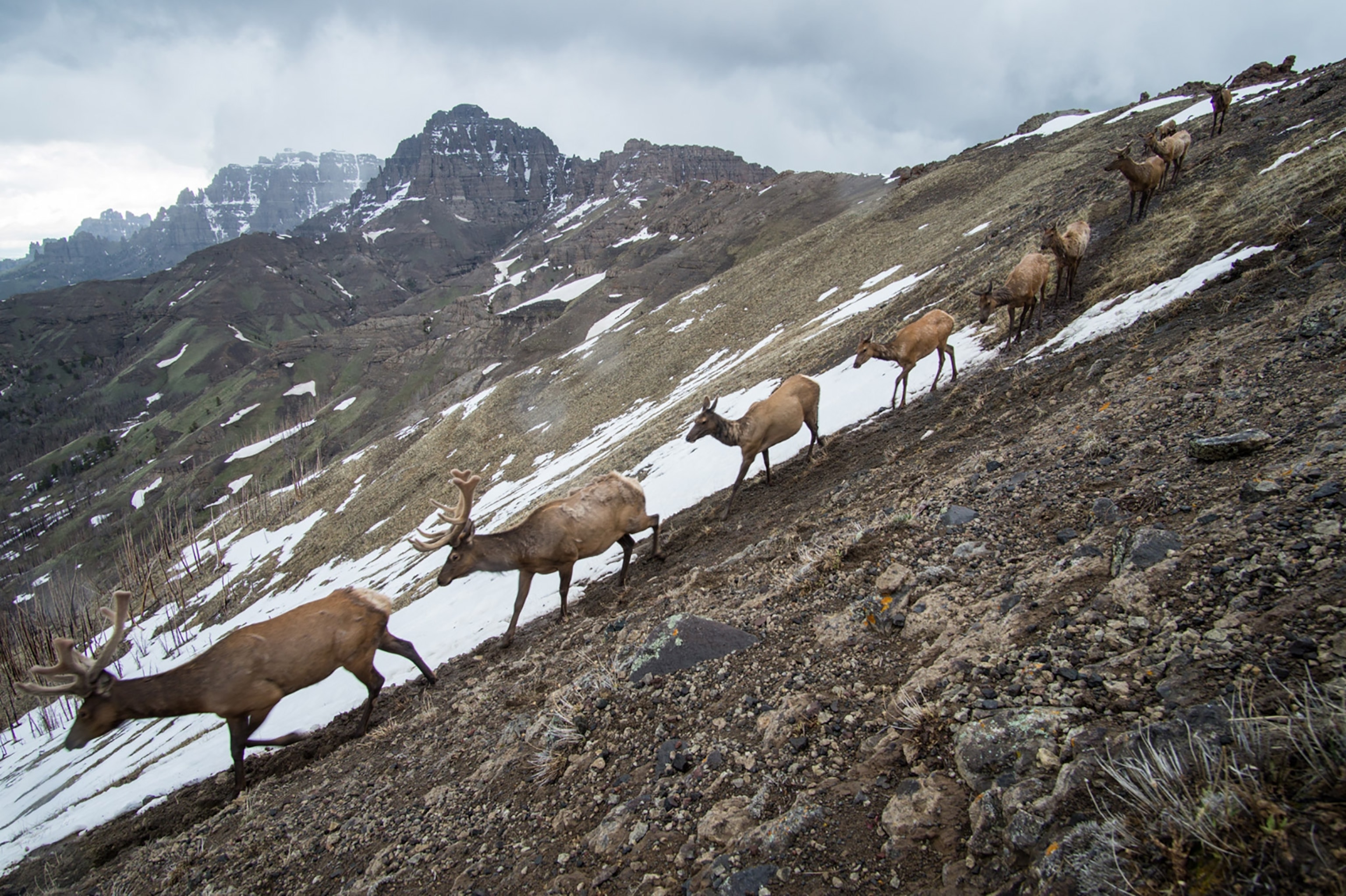 The elk migrations in Yellowstone.