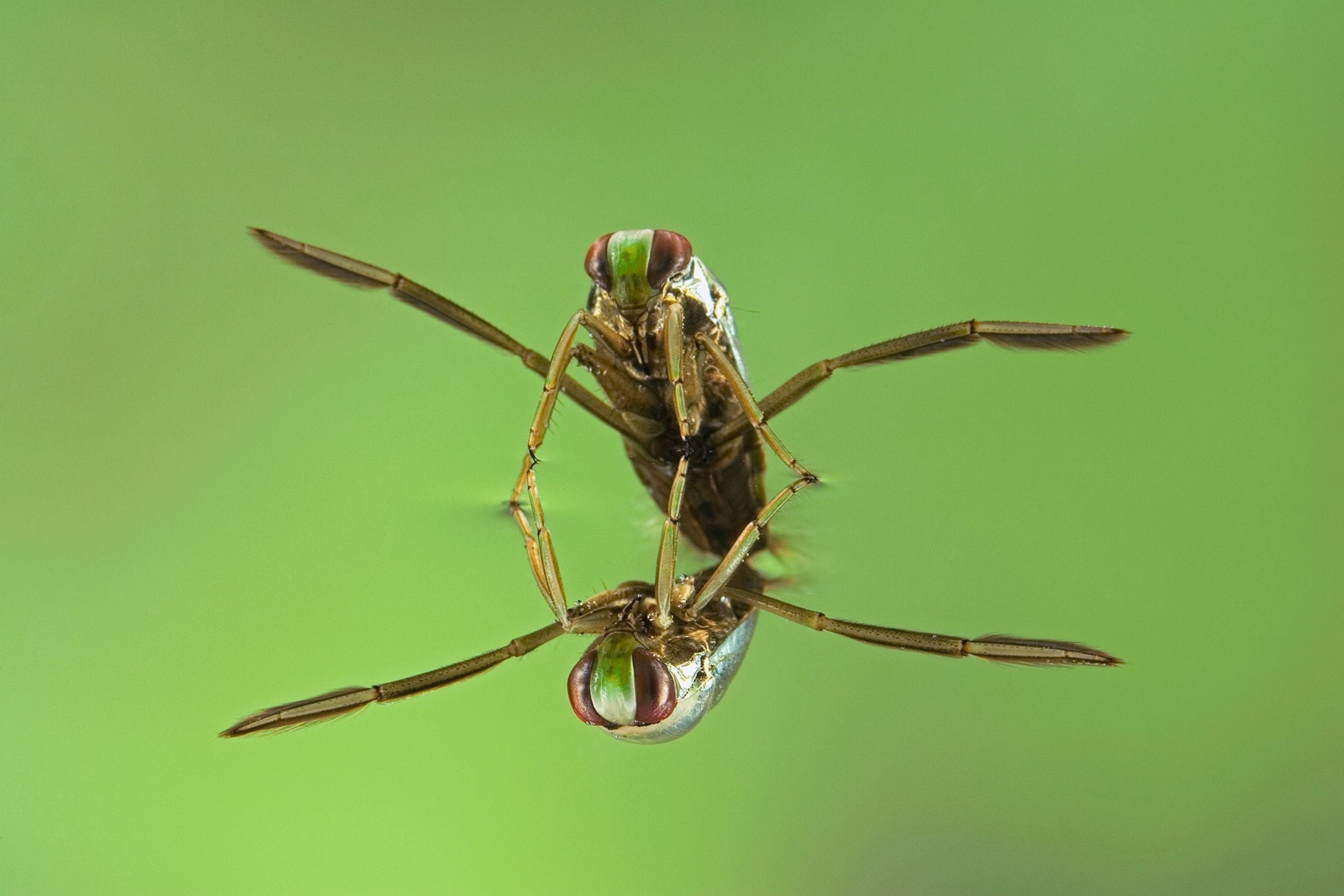 a water boatman