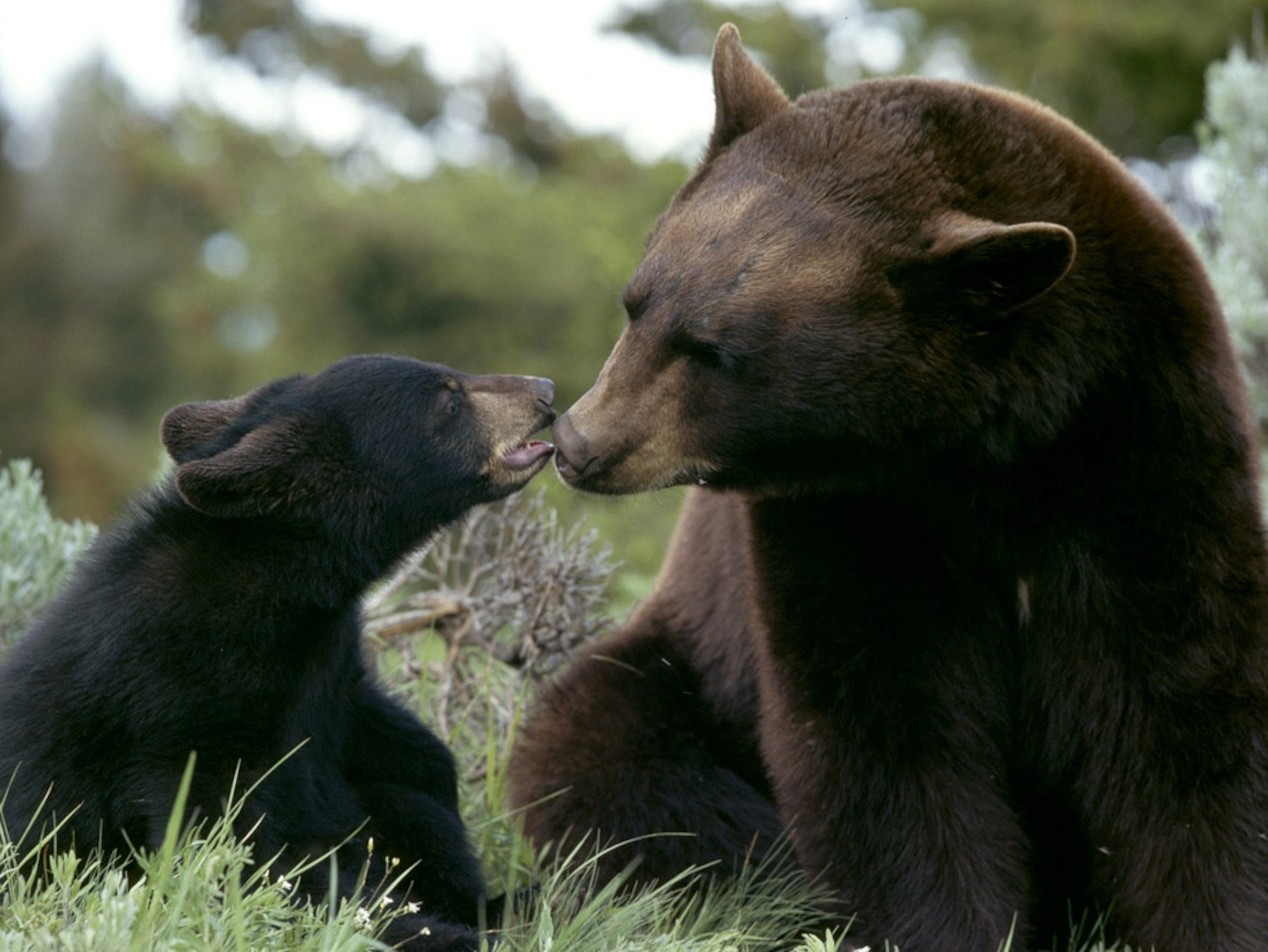 a black bear mother and cub