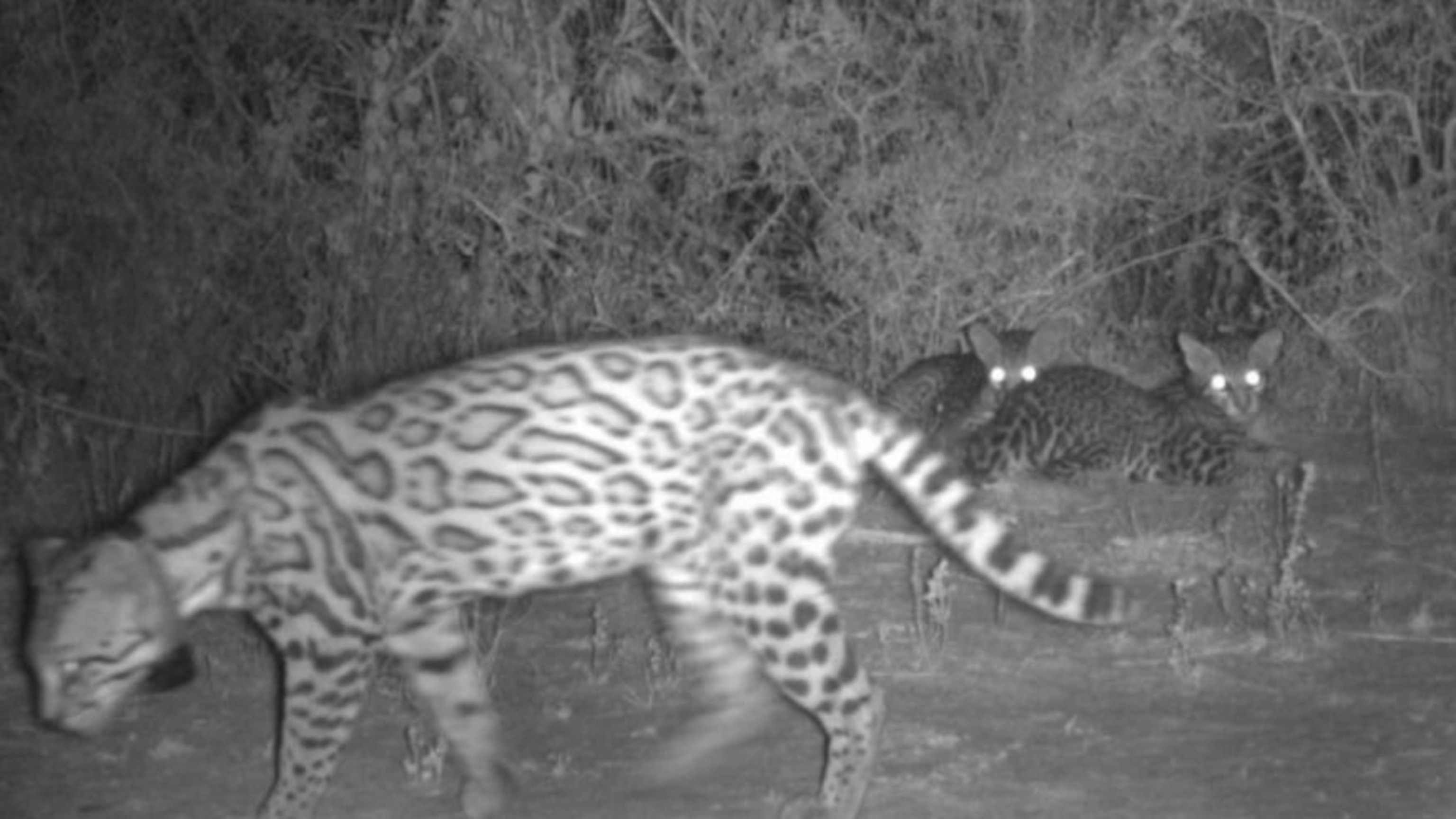 mother ocelot and her babies