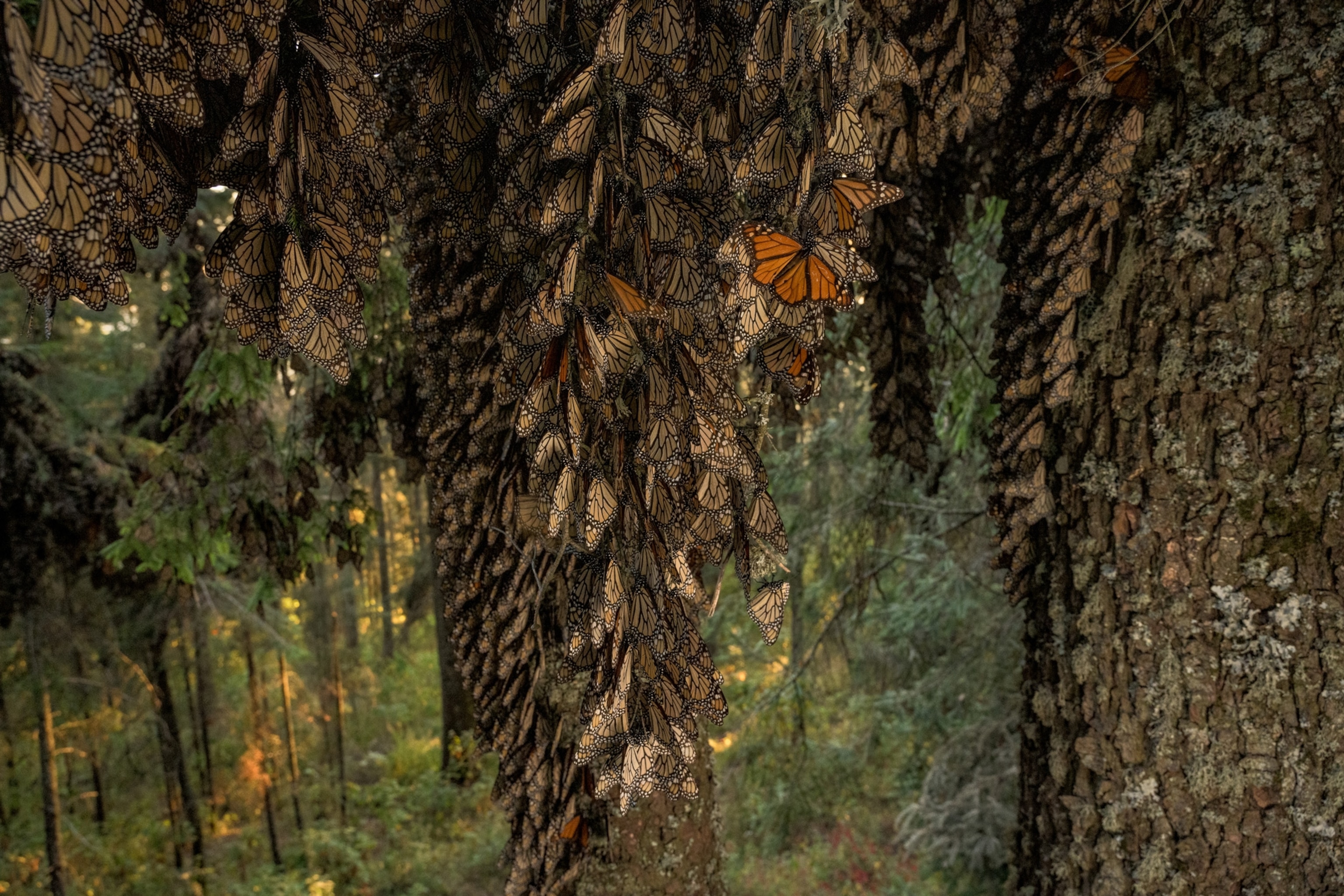 monarch butterfly in a forest with thousands sleeping around it