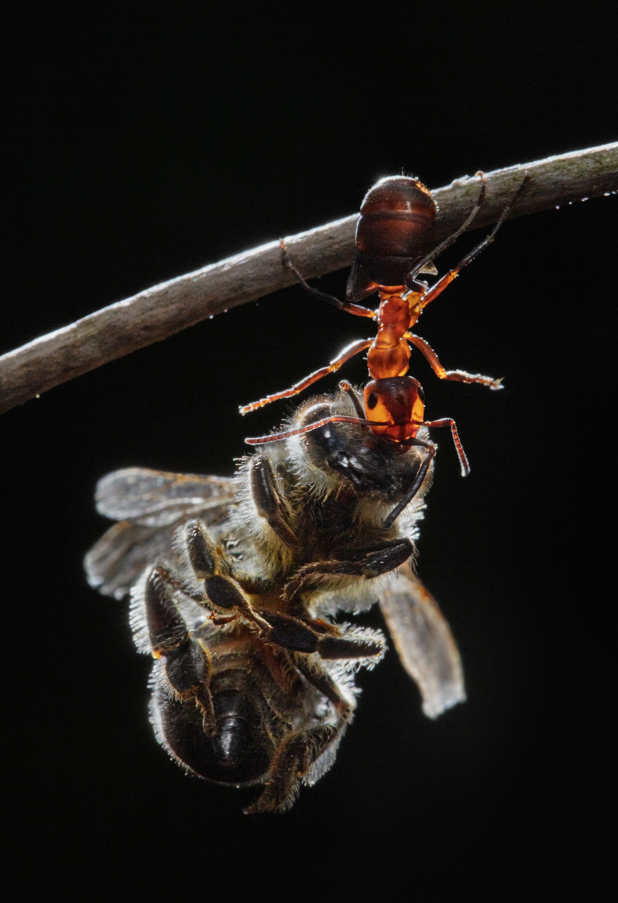 European Red Wood Ant worker carrying a honey bee to the nest.