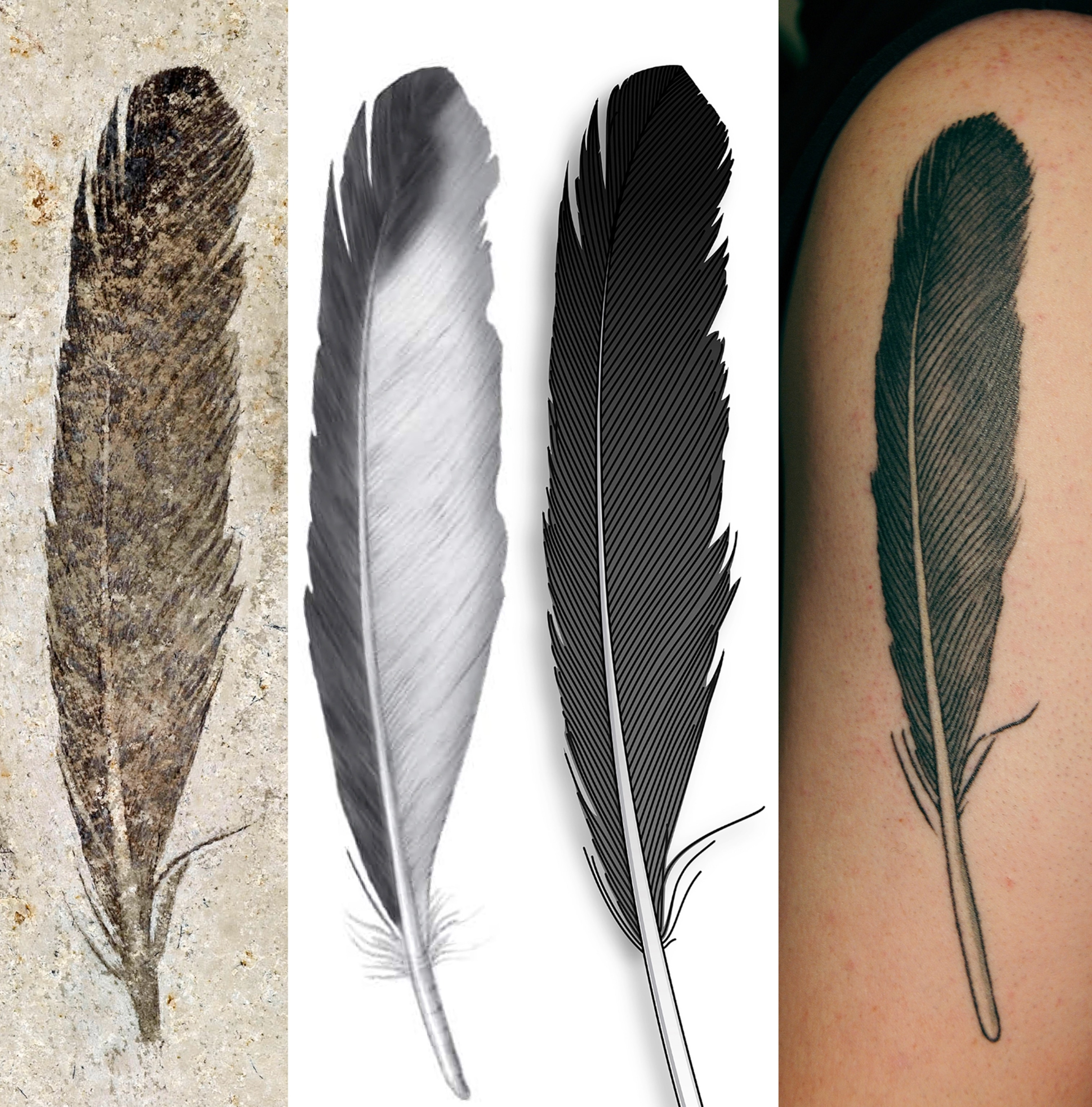 archaeopteryx feathers