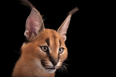 a caracal