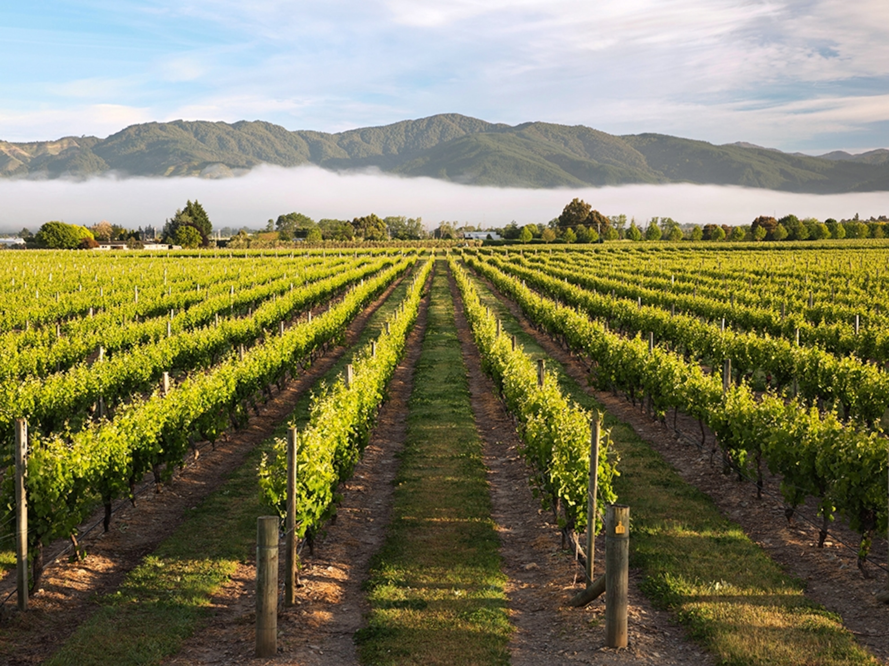 a vineyard on the South Island, New Zealand