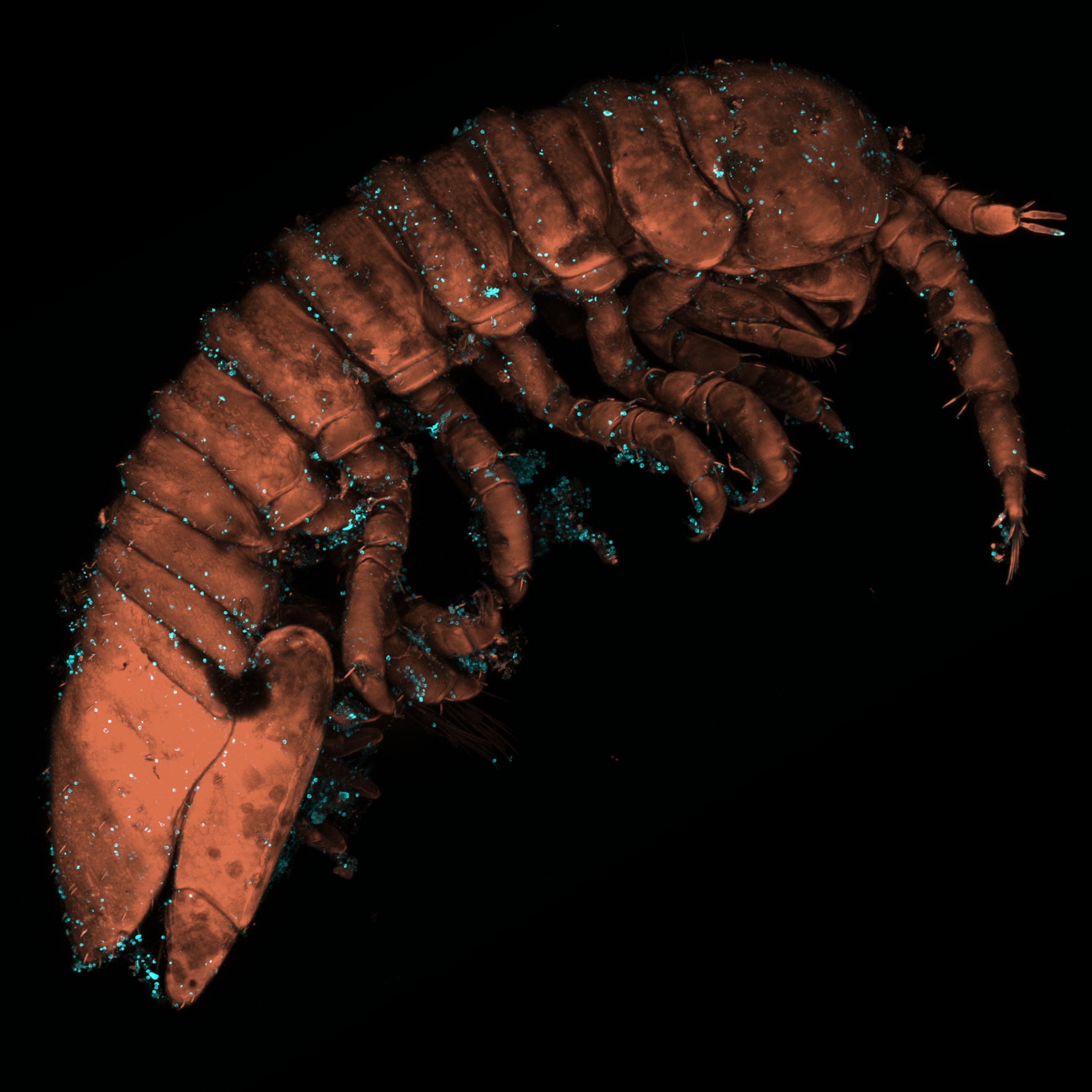 Picture of an idothea with red algae gametes visible on its surface.