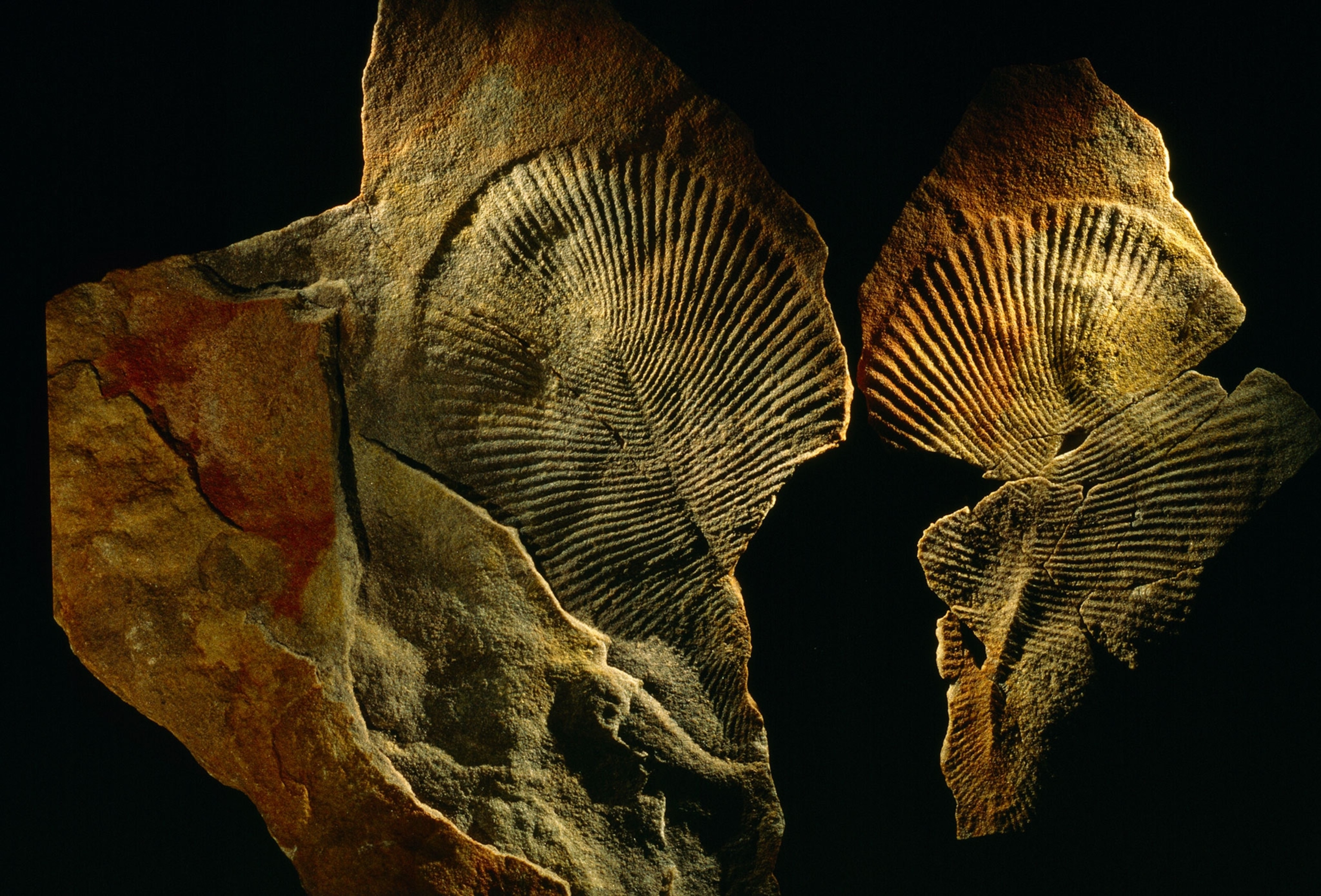 pieces of a Dickinsonia fossil.