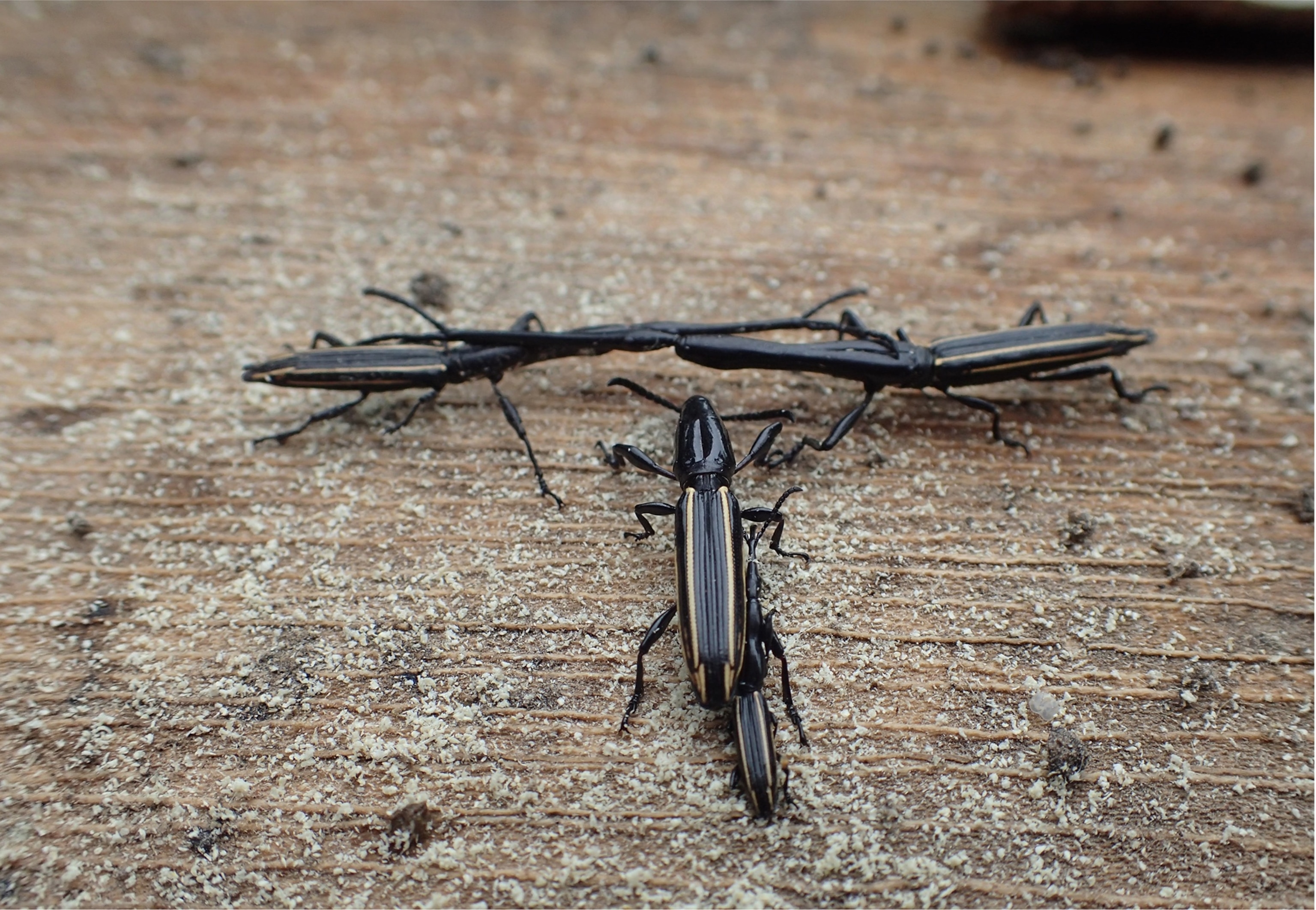 Four horned insects standing on wood. Two have locked horns in battle.