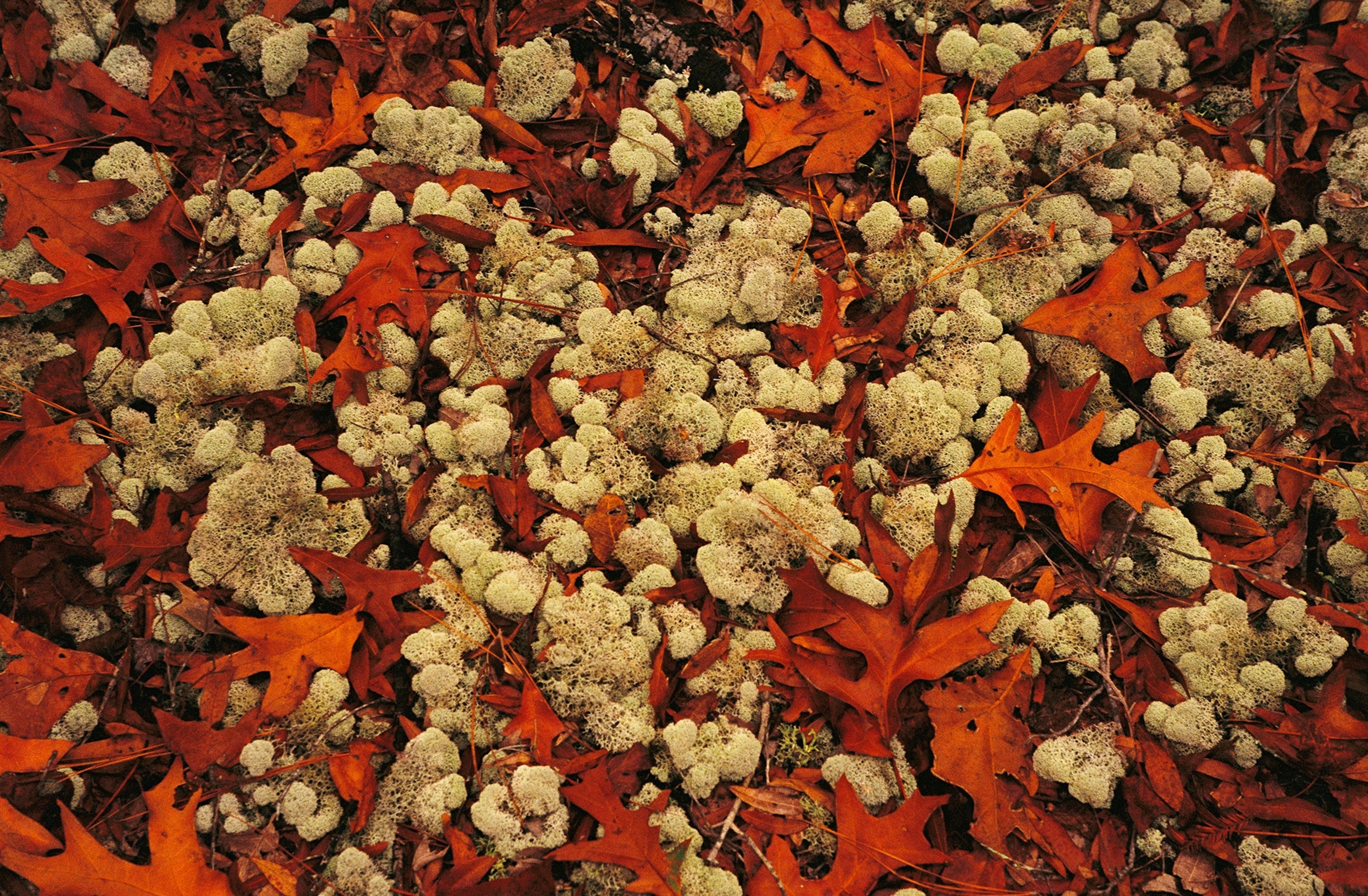 A photograph of fall colored oak leaves and reindeer moss in Lake Waccamaw State Park, North Carolina.